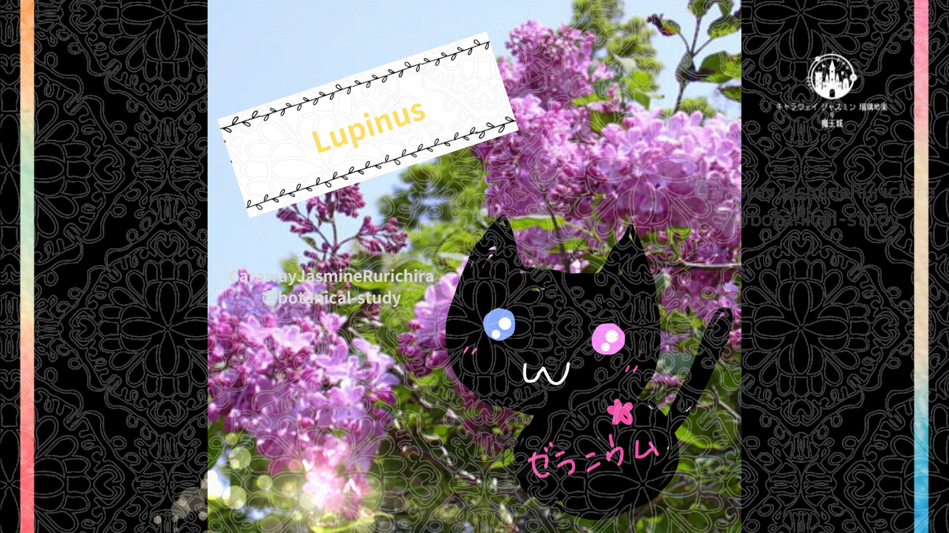 「ライラック」5月12日とCジャスミン瑠璃地楽の今日の誕生花＠botanical-study