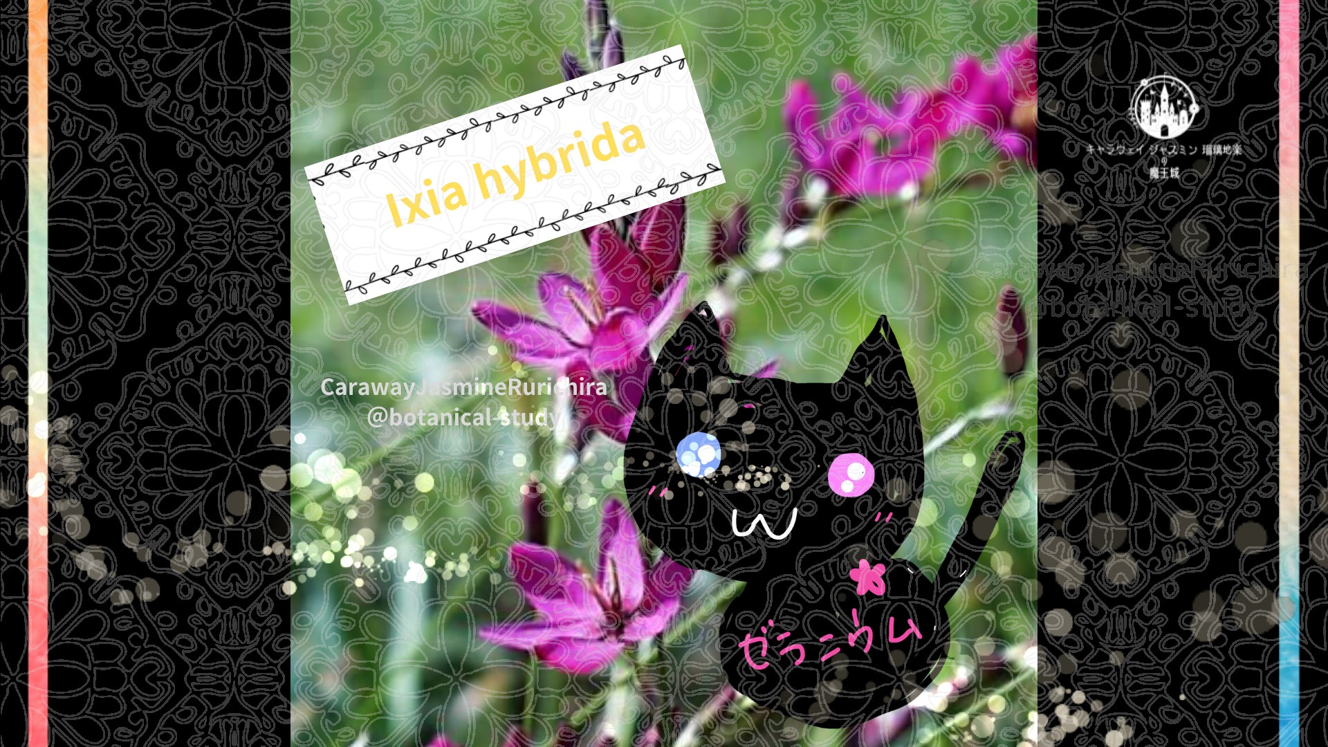 今日の誕生花A　5.16