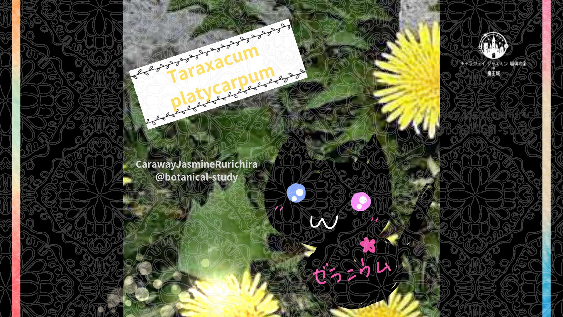 「タンポポ」5月3日とCジャスミン瑠璃地楽の今日の誕生花＠botanical-study