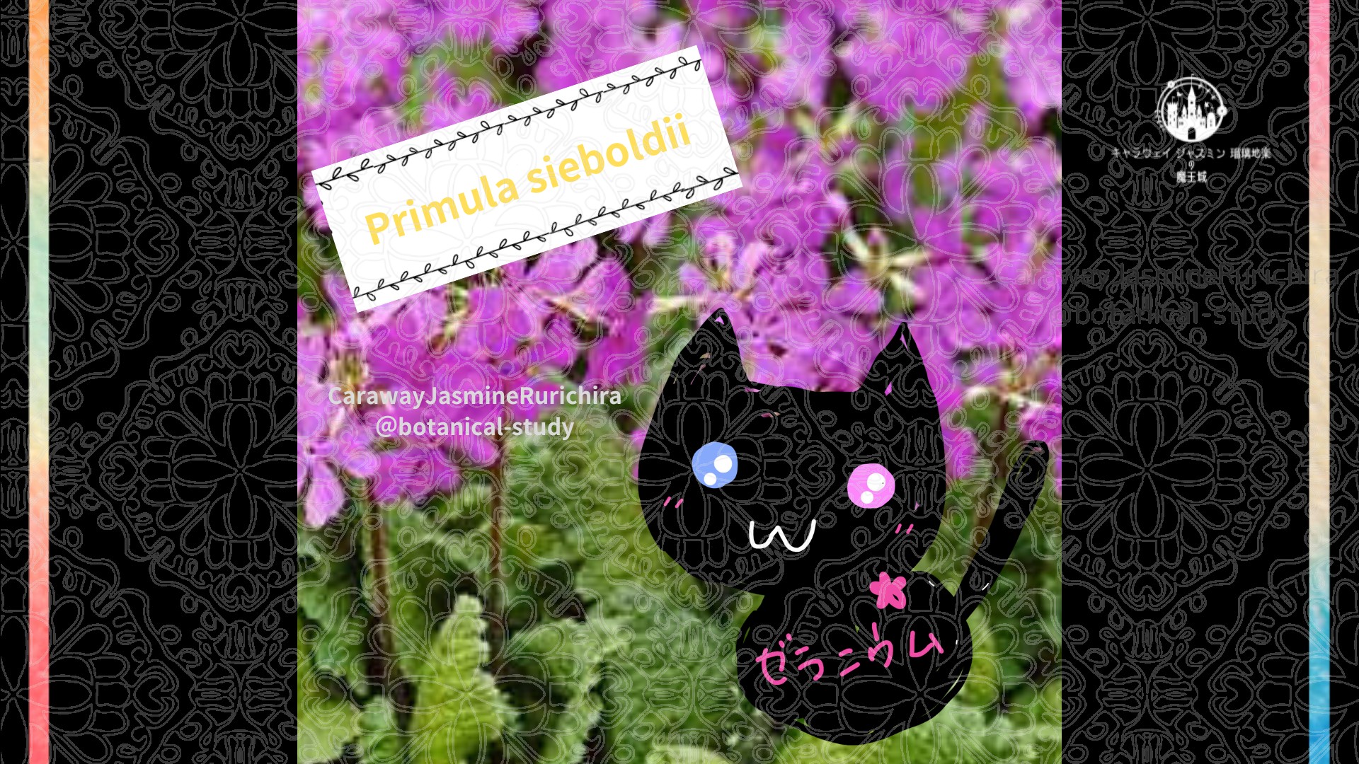今日の誕生花A　5.18