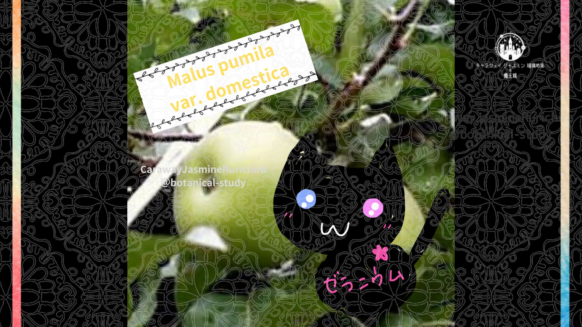 「リンゴ」5月11日とCジャスミン瑠璃地楽の今日の誕生花＠botanical-study