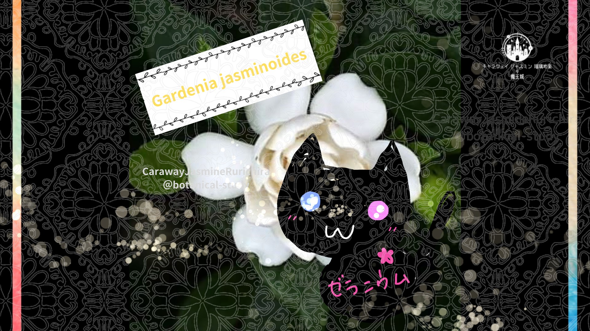 「クチナシ」5月6日とCジャスミン瑠璃地楽の今日の誕生花＠botanical-study
