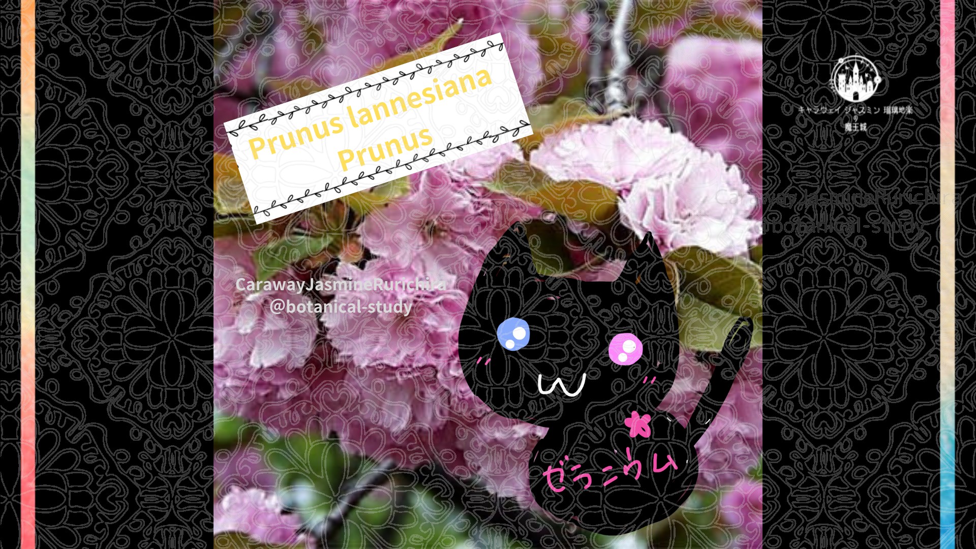 今日の誕生花A　5.9