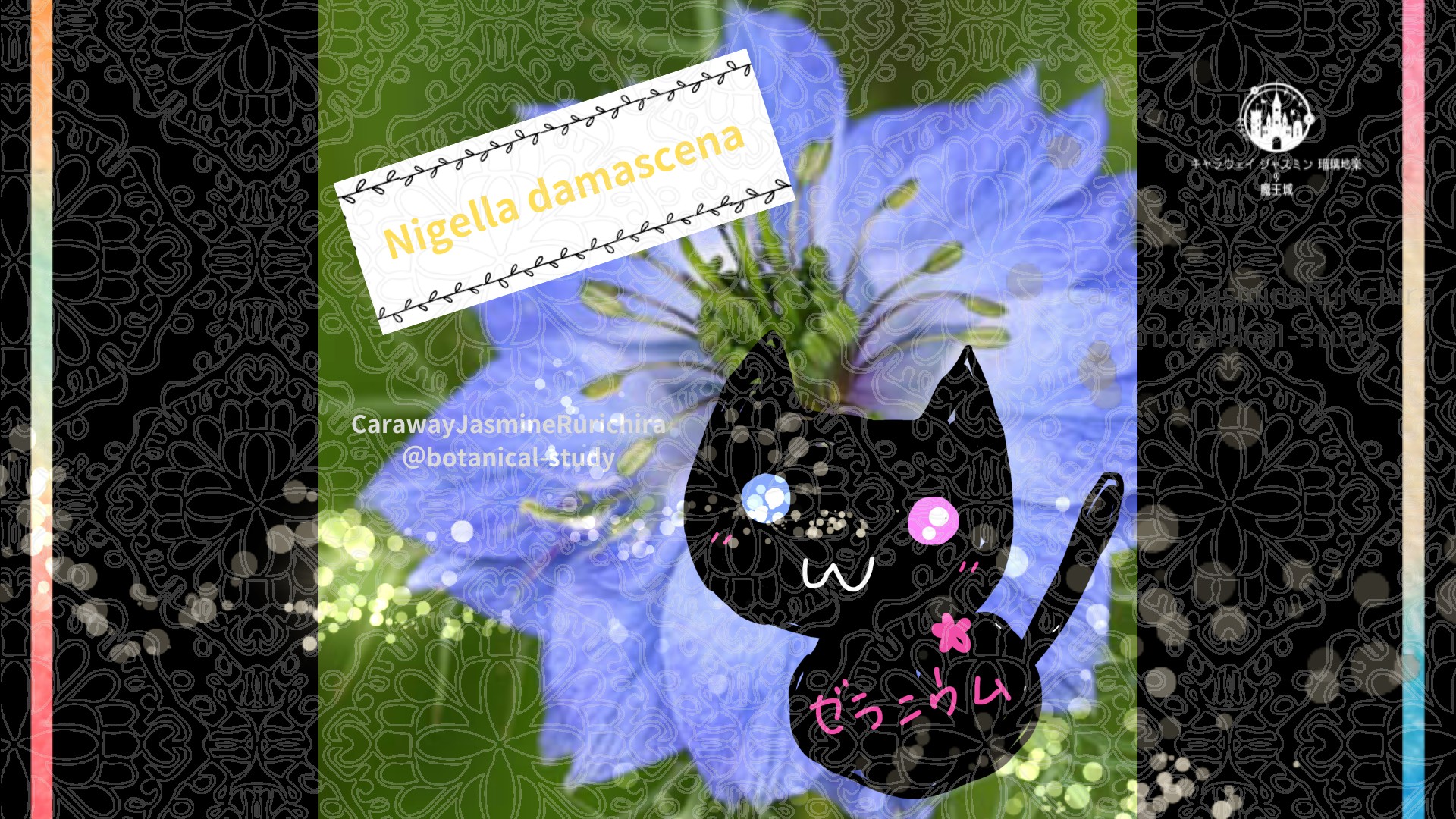 今日の誕生花A　5.29