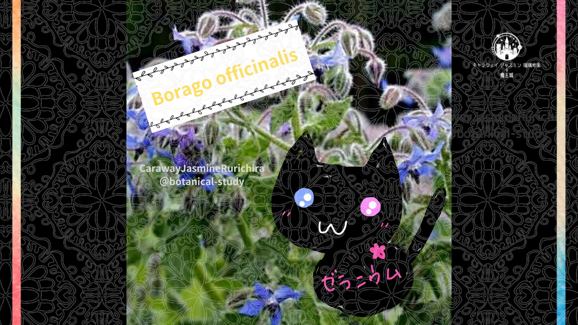今日の誕生花A　5.21