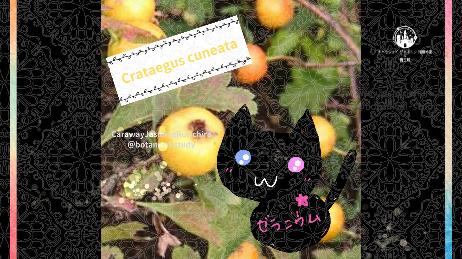 「サンザシ」5月13日とCジャスミン瑠璃地楽の今日の誕生花＠botanical-study