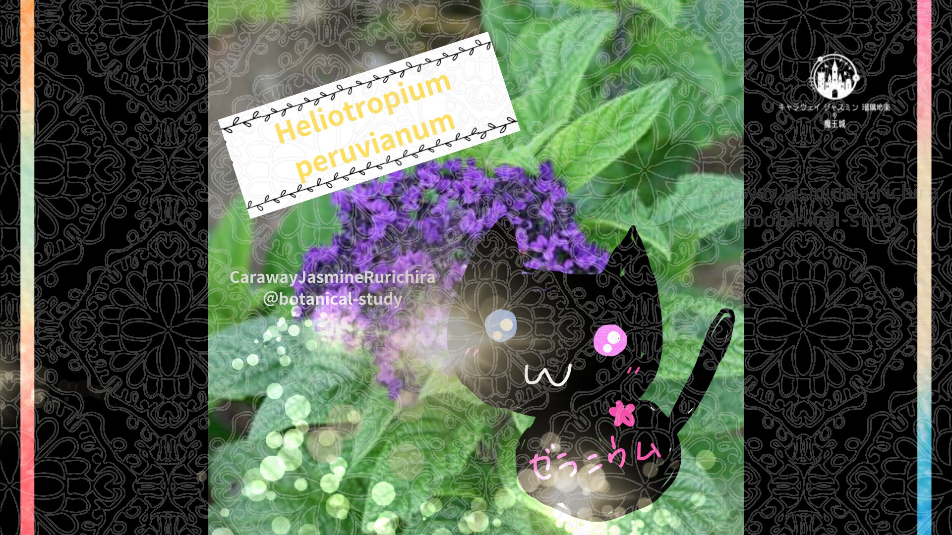今日の誕生花A　5.24
