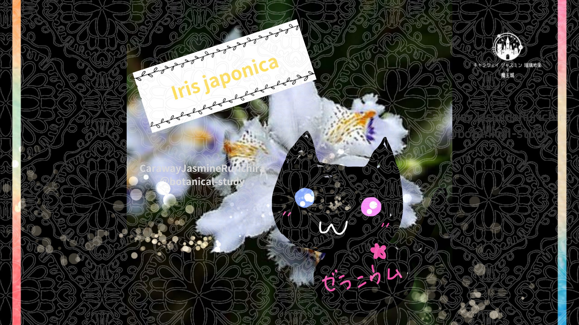 「アイリス」5月1日とCジャスミン瑠璃地楽の今日の誕生花＠botanical-study