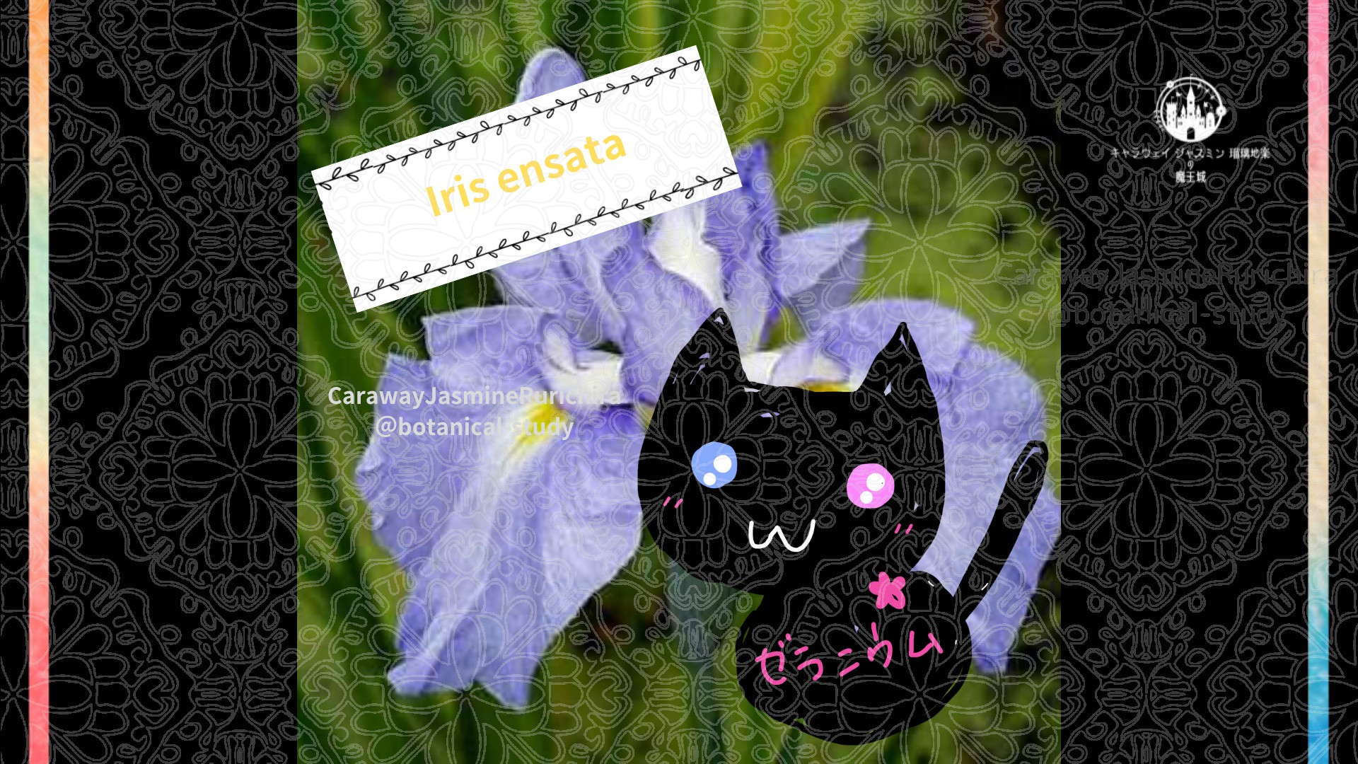 「ハナショウブ」5月4日とCジャスミン瑠璃地楽の今日の誕生花＠botanical-study