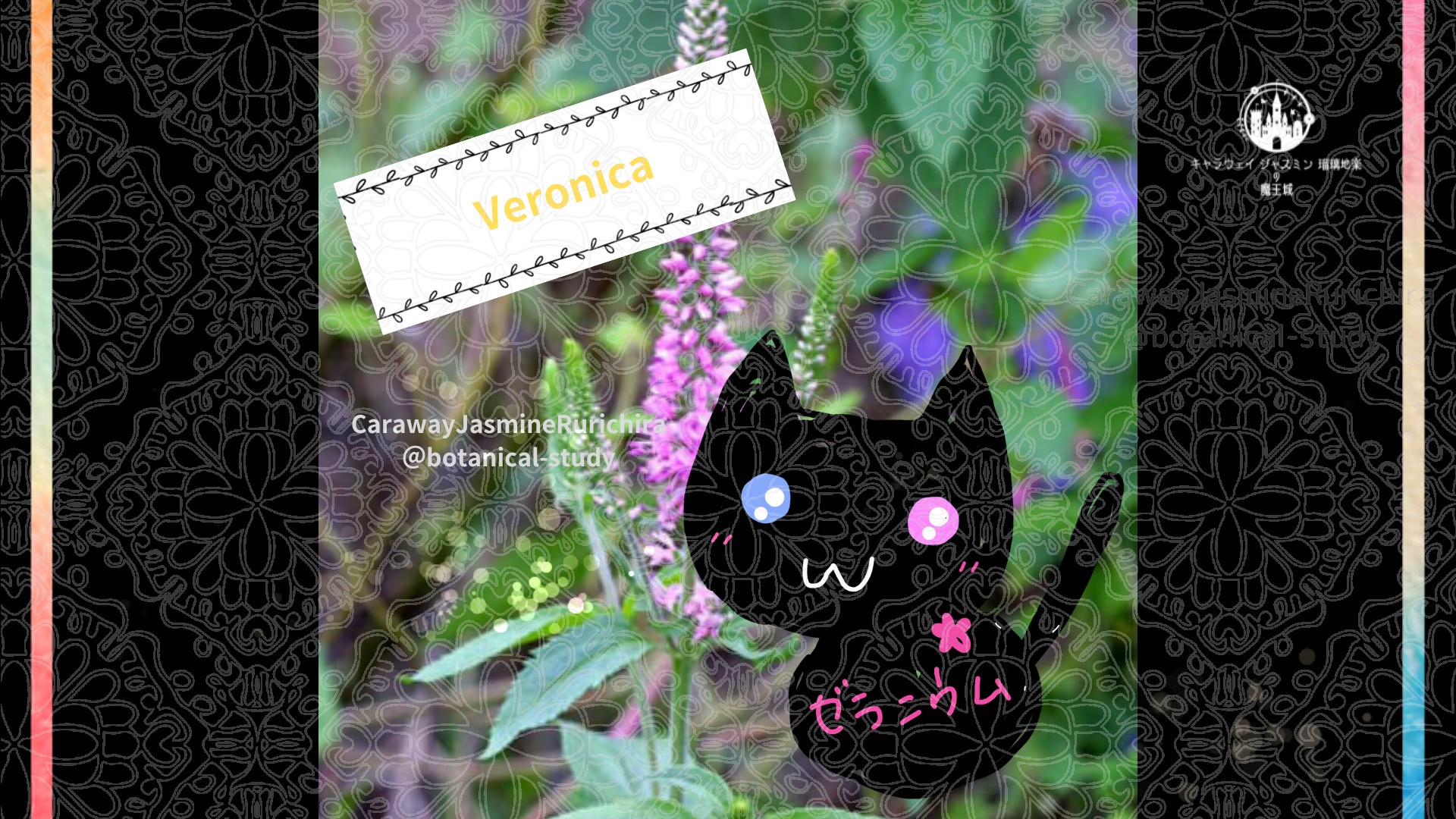 今日の誕生花A　5.28