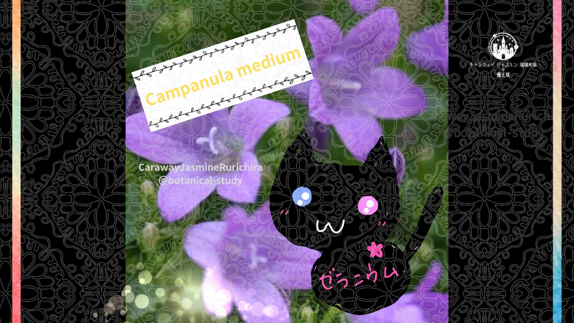 今日の誕生花A　5.8