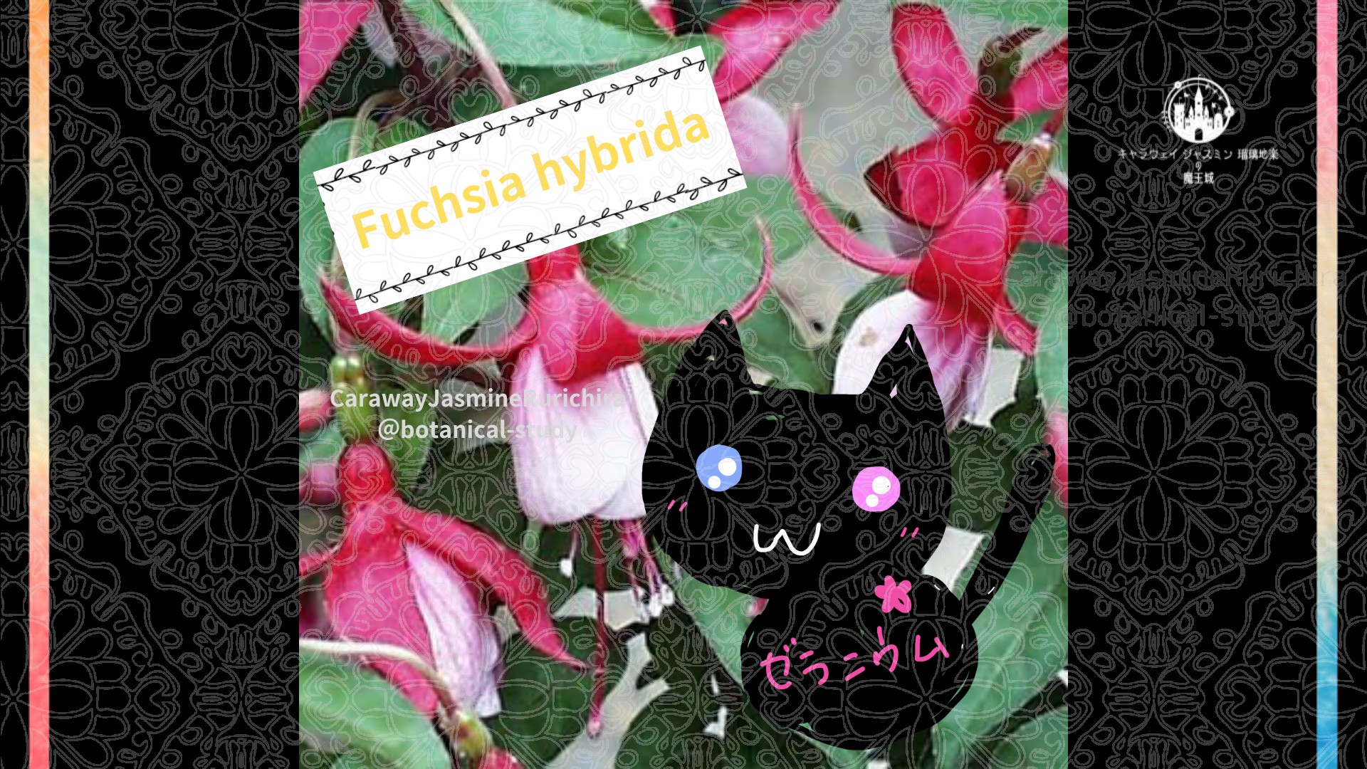 今日の誕生花A　5.17