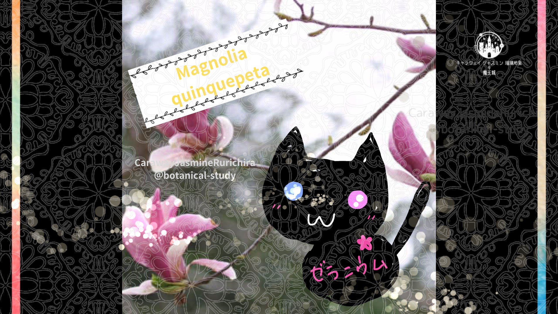 「モクレン」5月7日とCジャスミン瑠璃地楽の今日の誕生花＠botanical-study