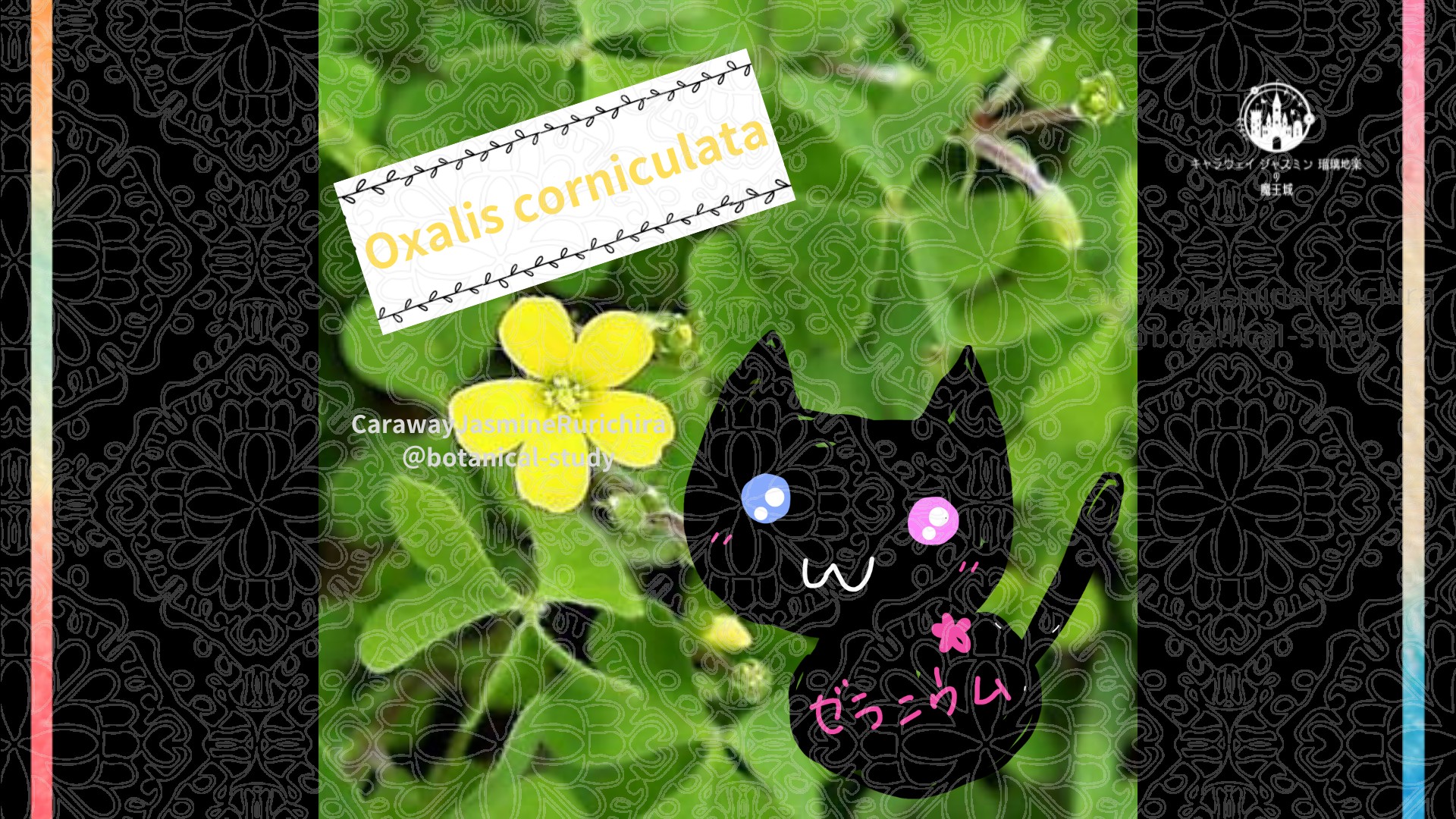 今日の誕生花A　5.20