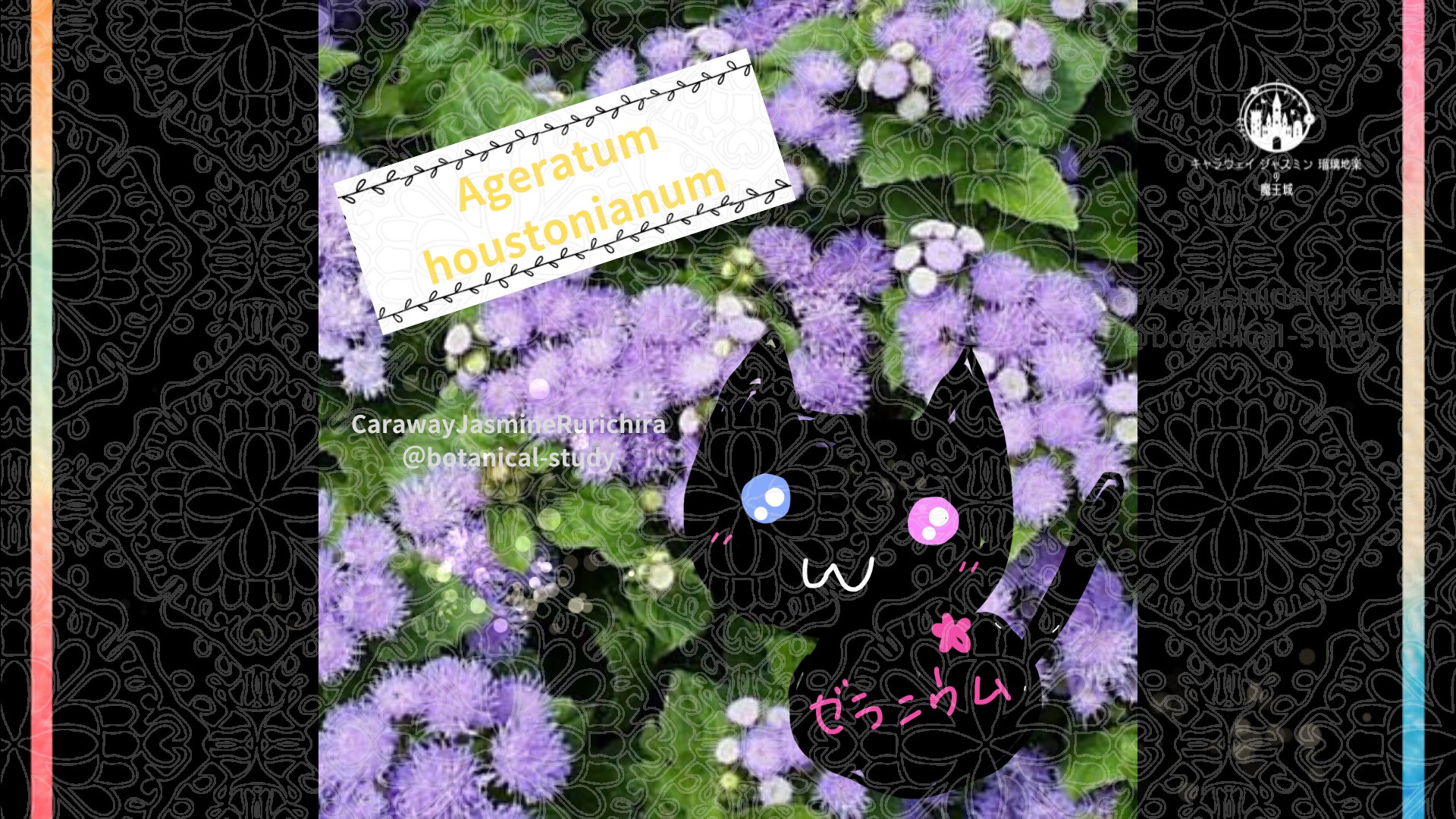 「アゲラタム」5月10日とCジャスミン瑠璃地楽の今日の誕生花＠botanical-study