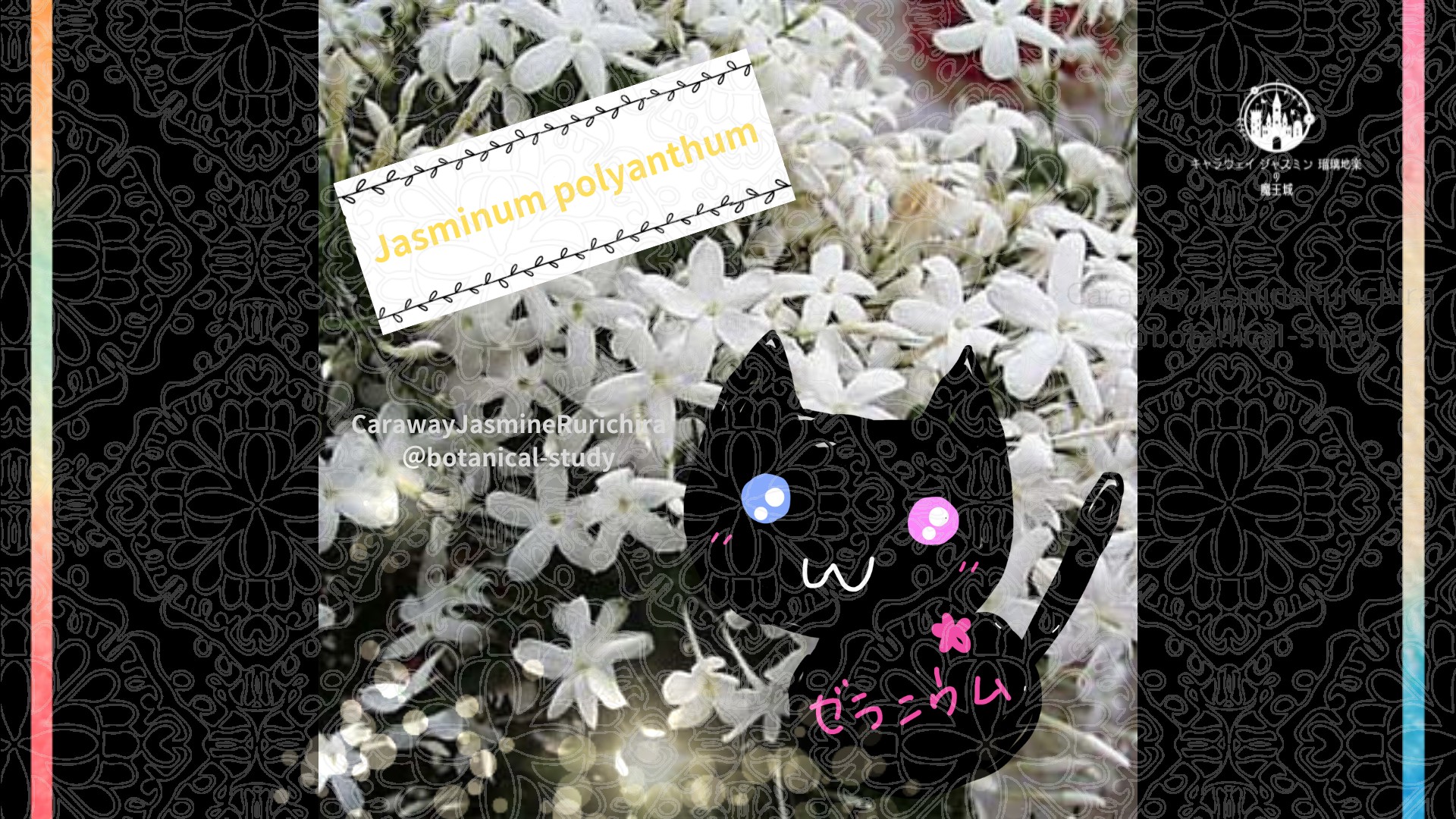 今日の誕生花A　6.8
