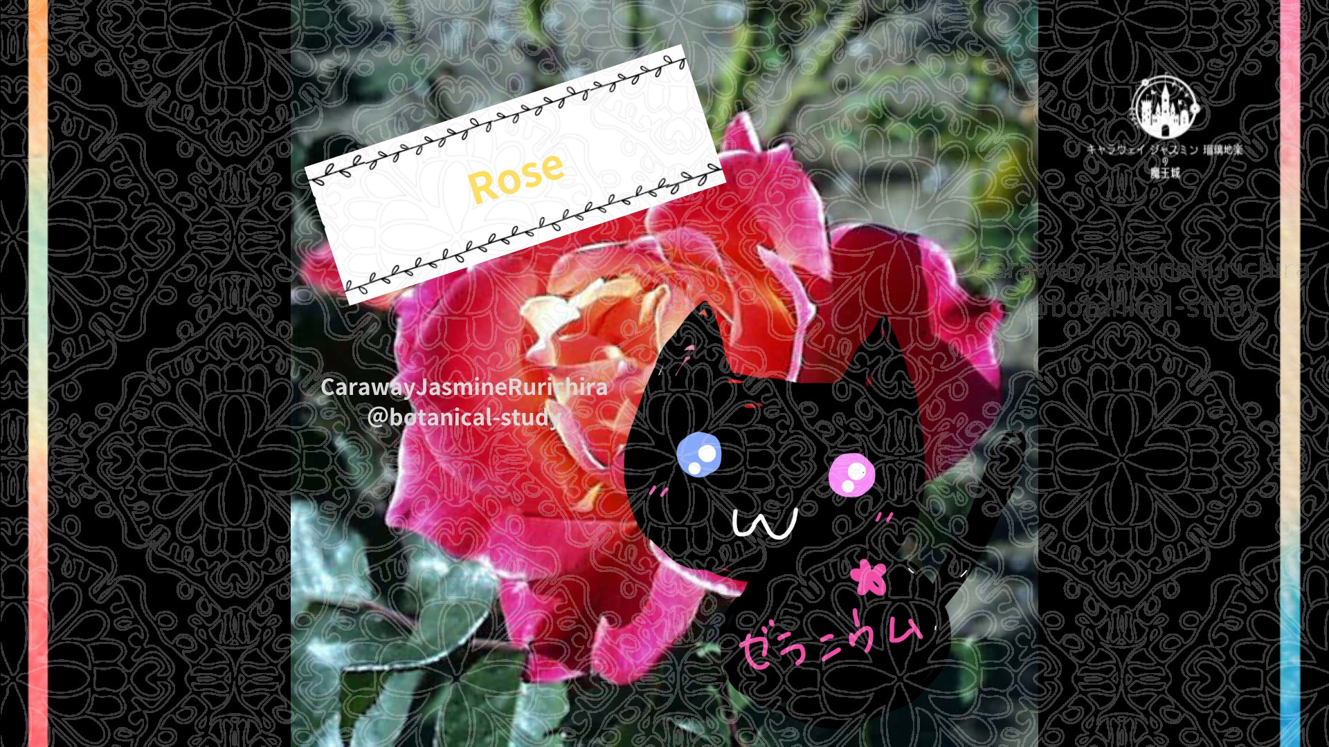 今日の誕生花A　6.19