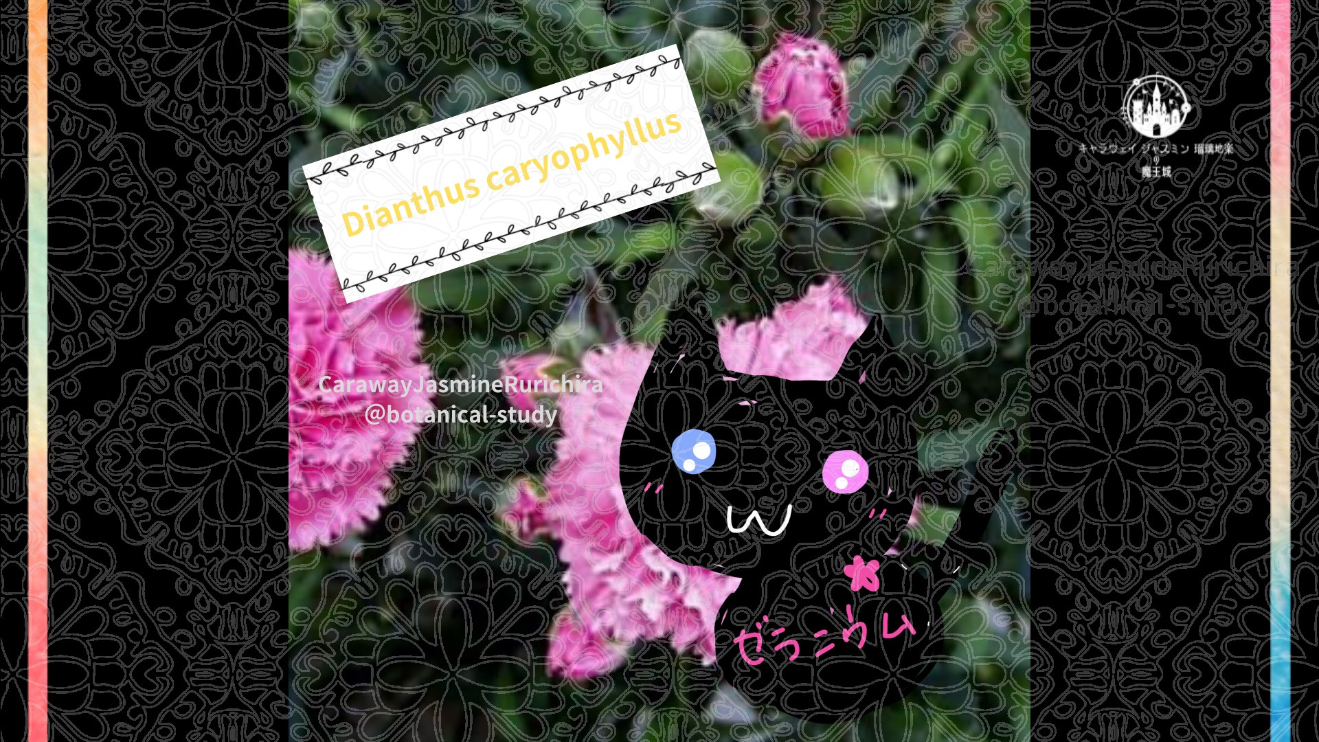 今日の誕生花A　6.15
