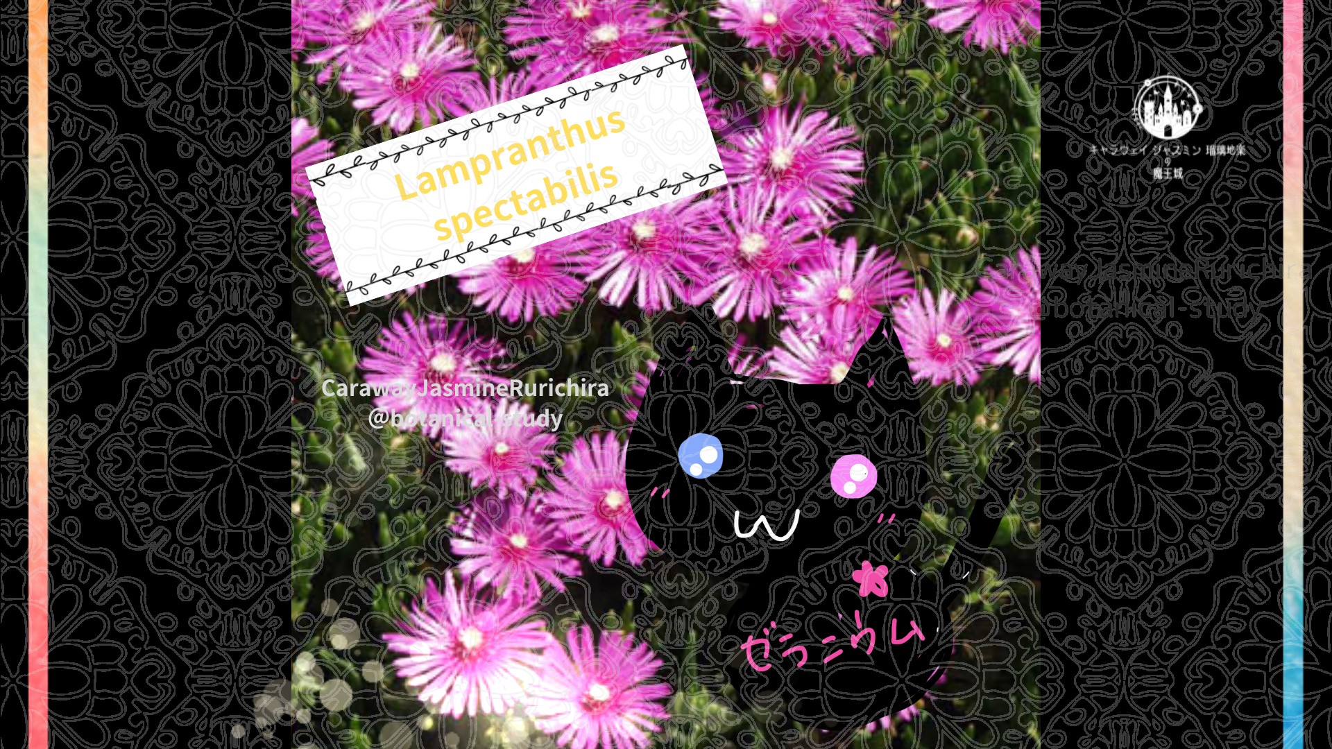 今日の誕生花A　7.1
