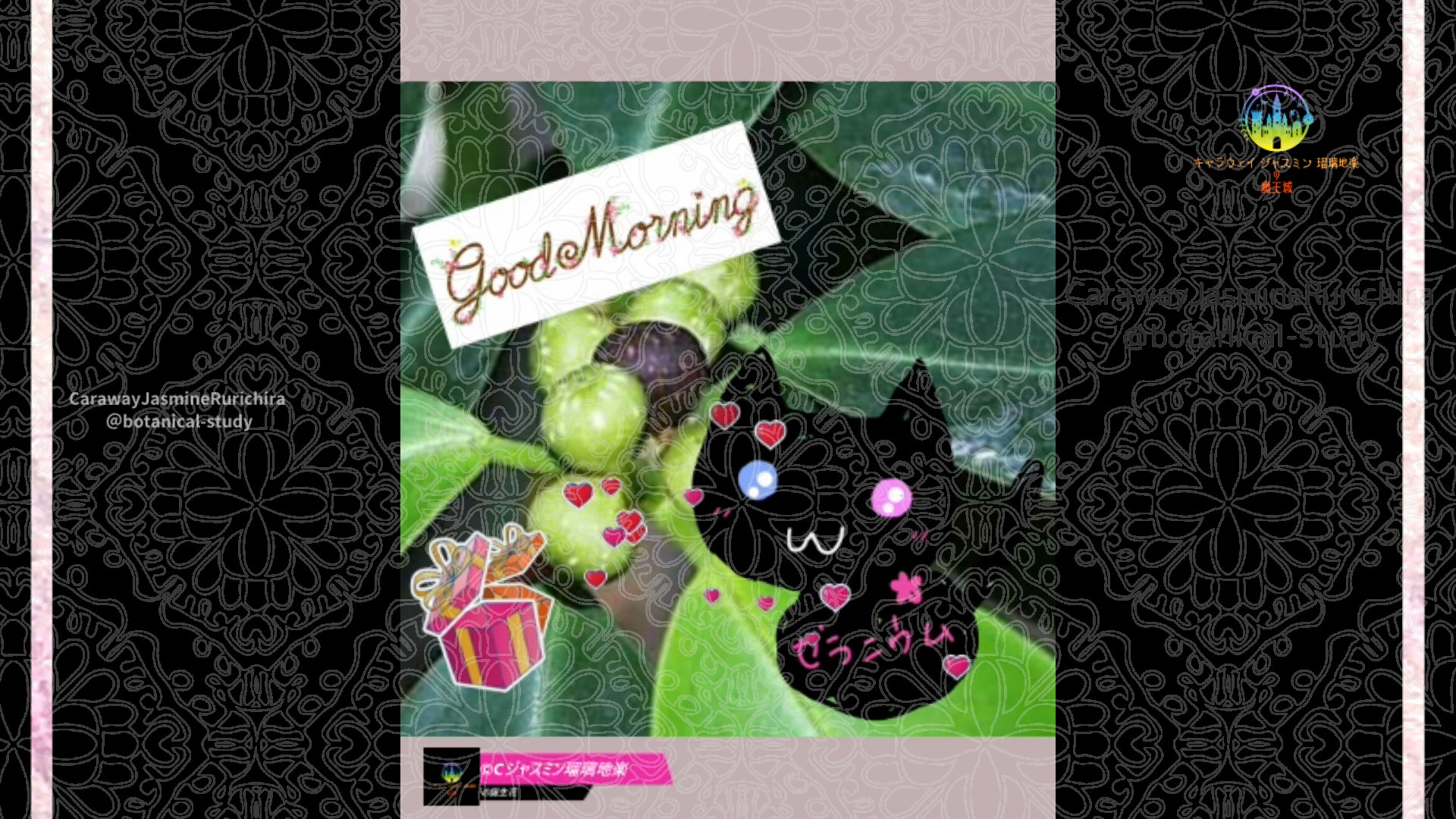 「ベンジャミン」6月6日Rゼラニウム瑠璃地楽と今日の誕生花とおはようメッセージ@botanical-study