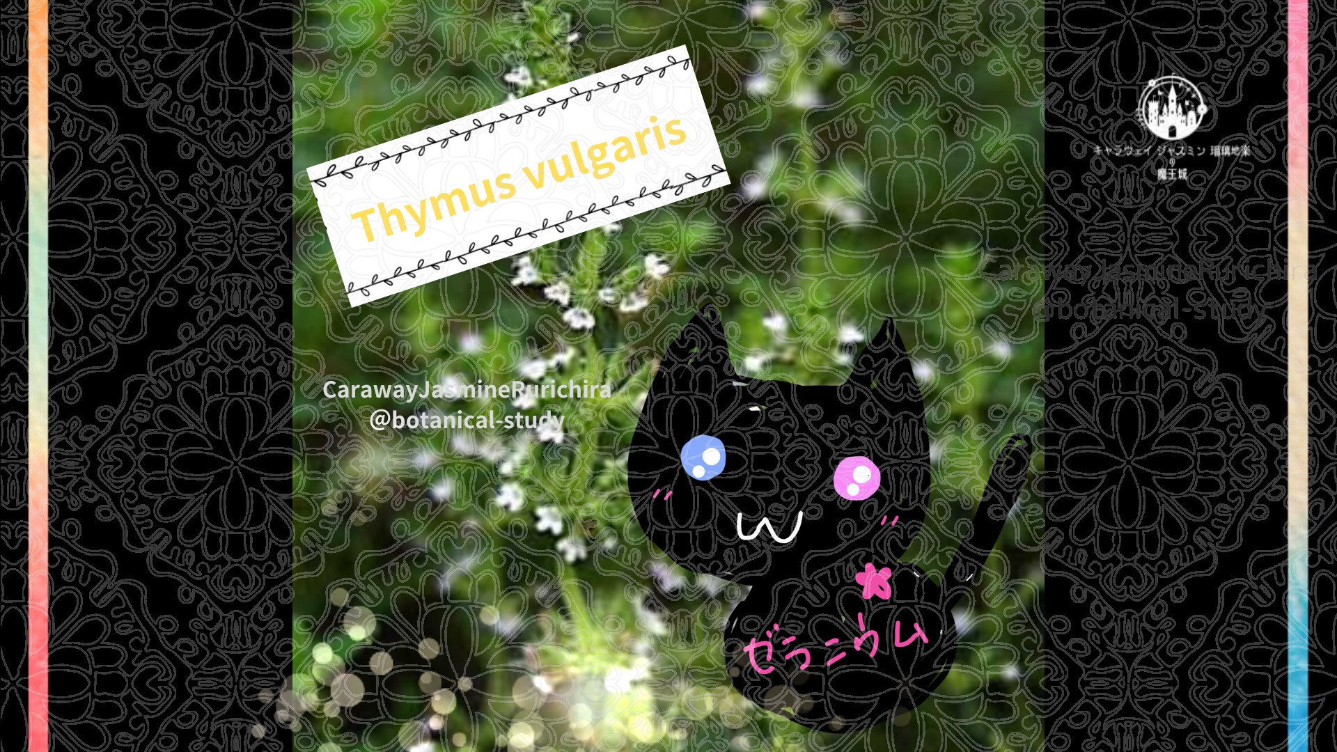 今日の誕生花A　6.2
