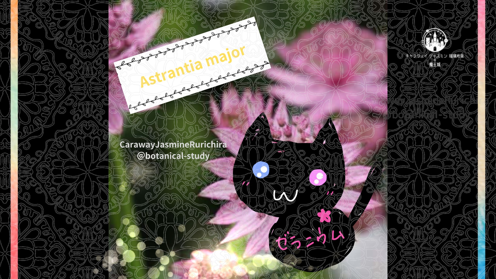 今日の誕生花A　6.6