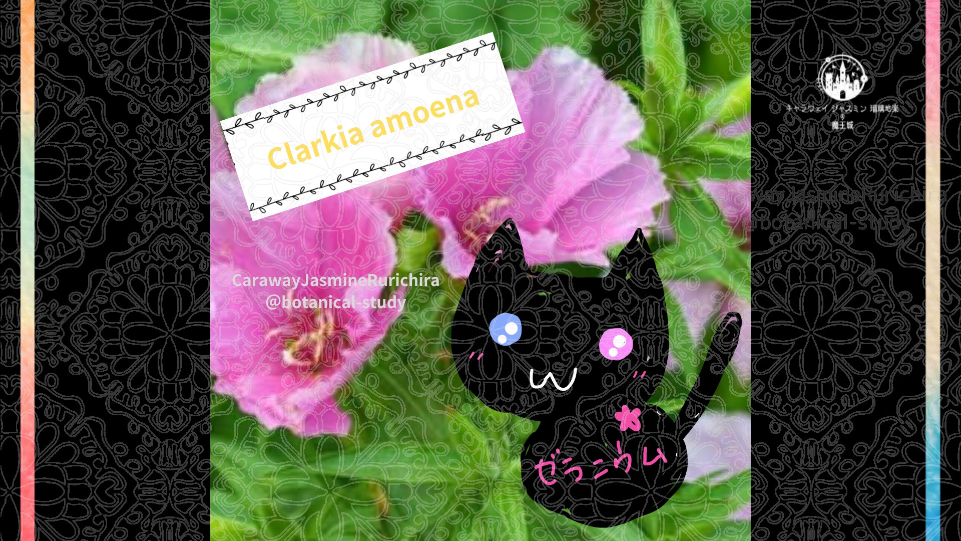 今日の誕生花A　6.18