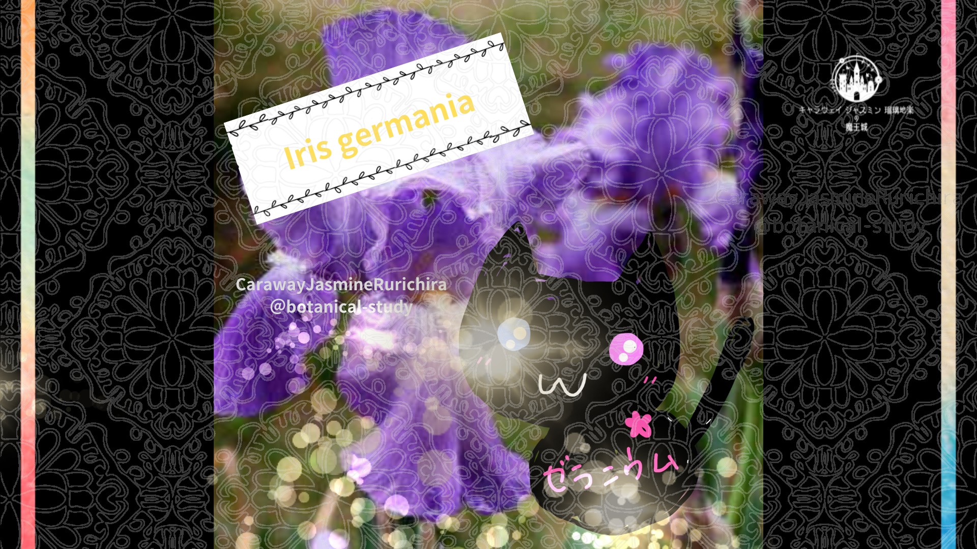 今日の誕生花A　6.29