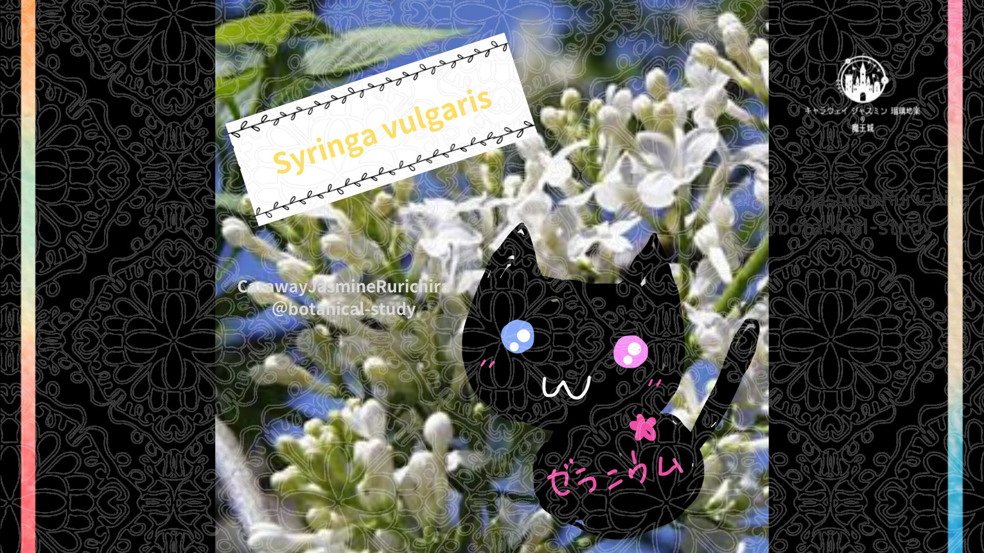 今日の誕生花A 6.26