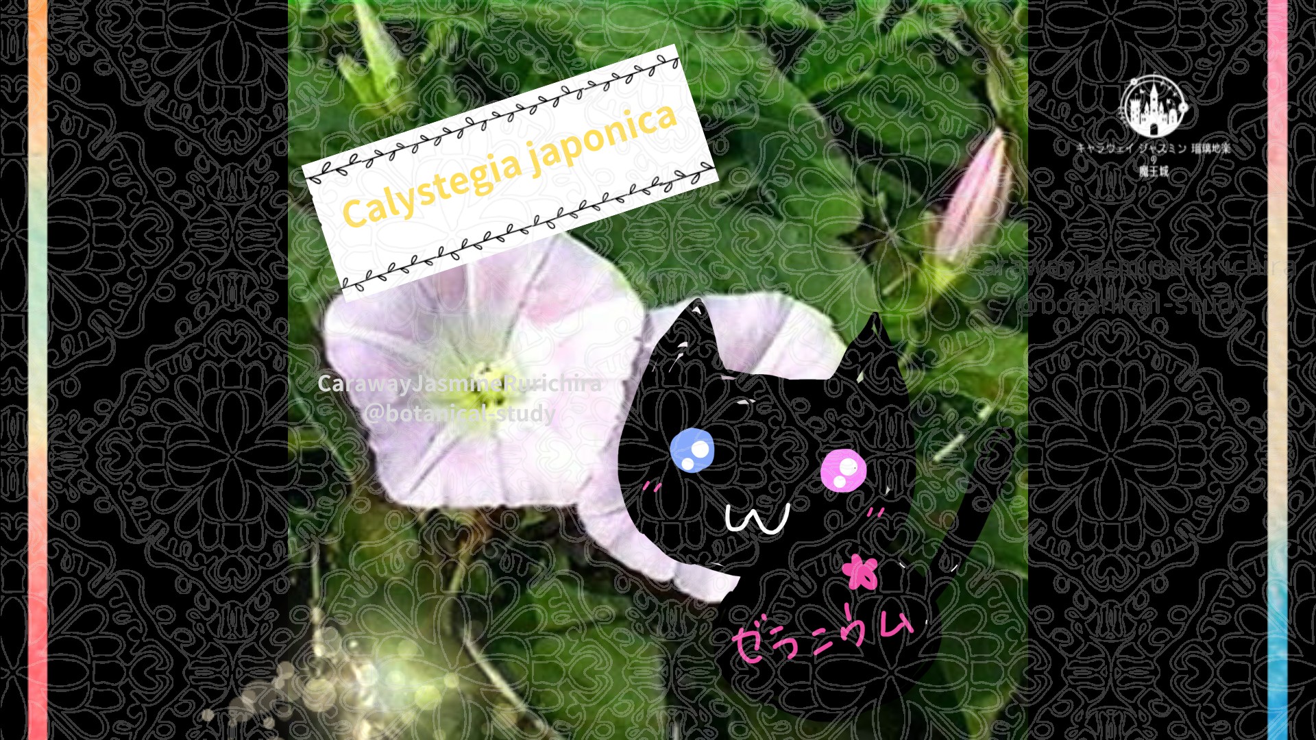 今日の誕生花A 6.25