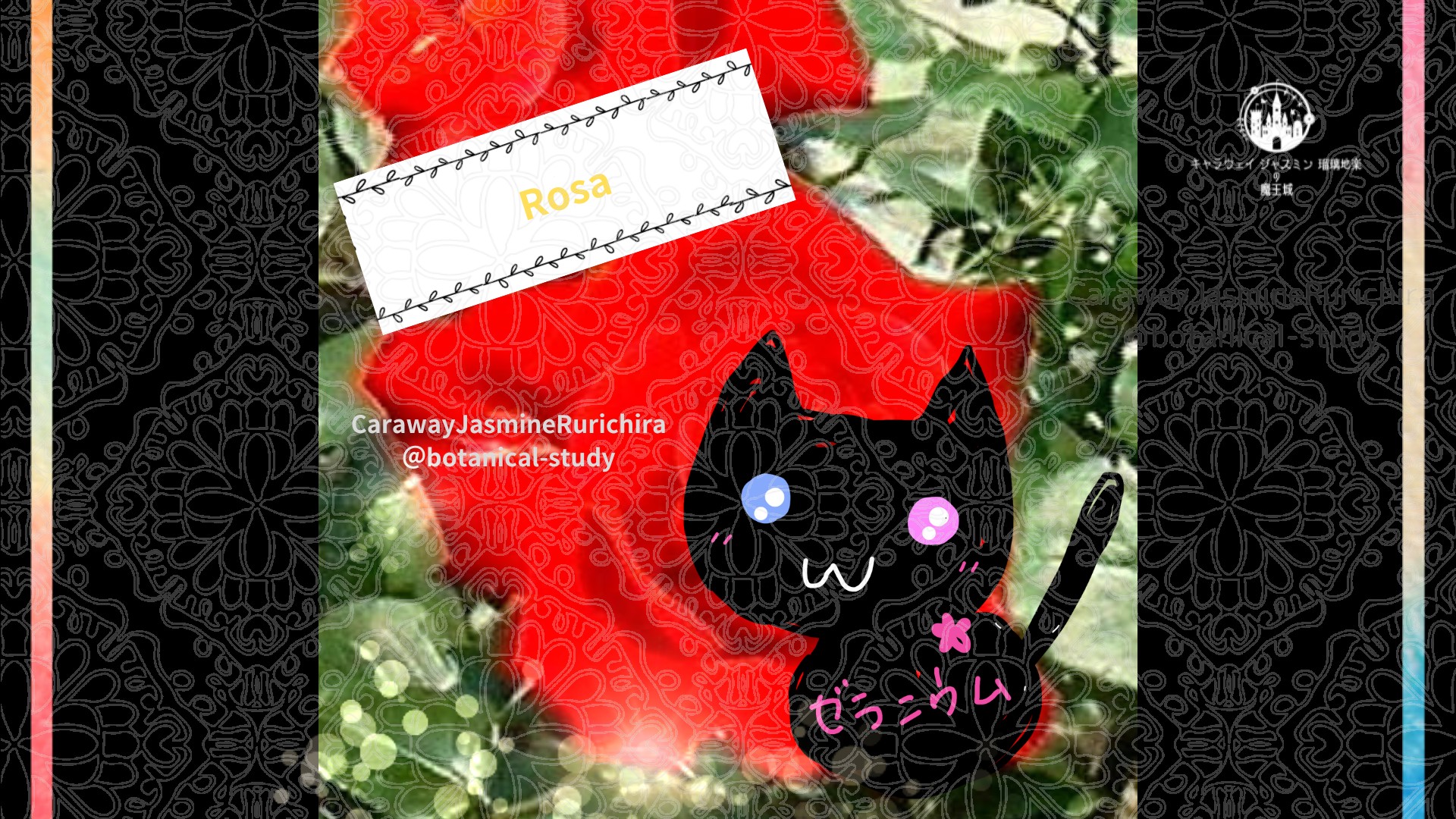 今日の誕生花A　6.1