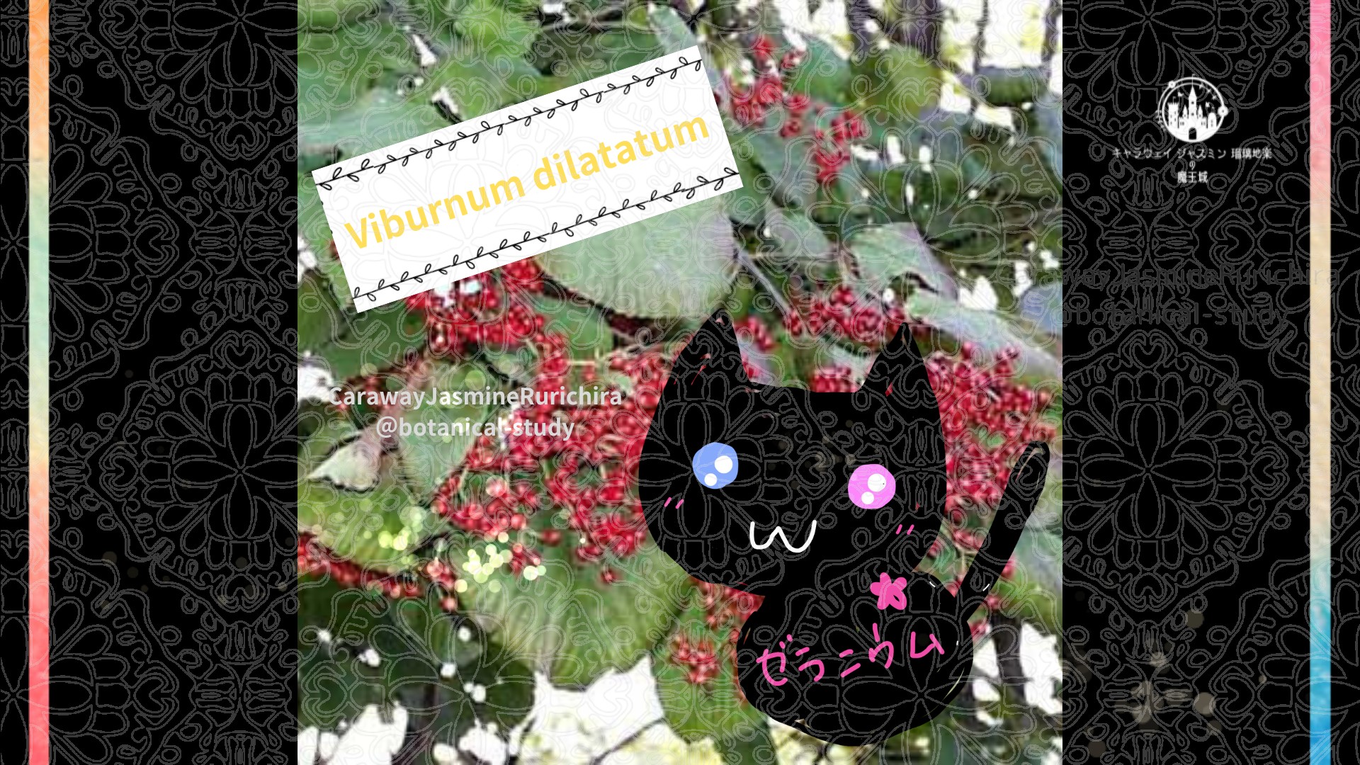 今日の誕生花A　6.22