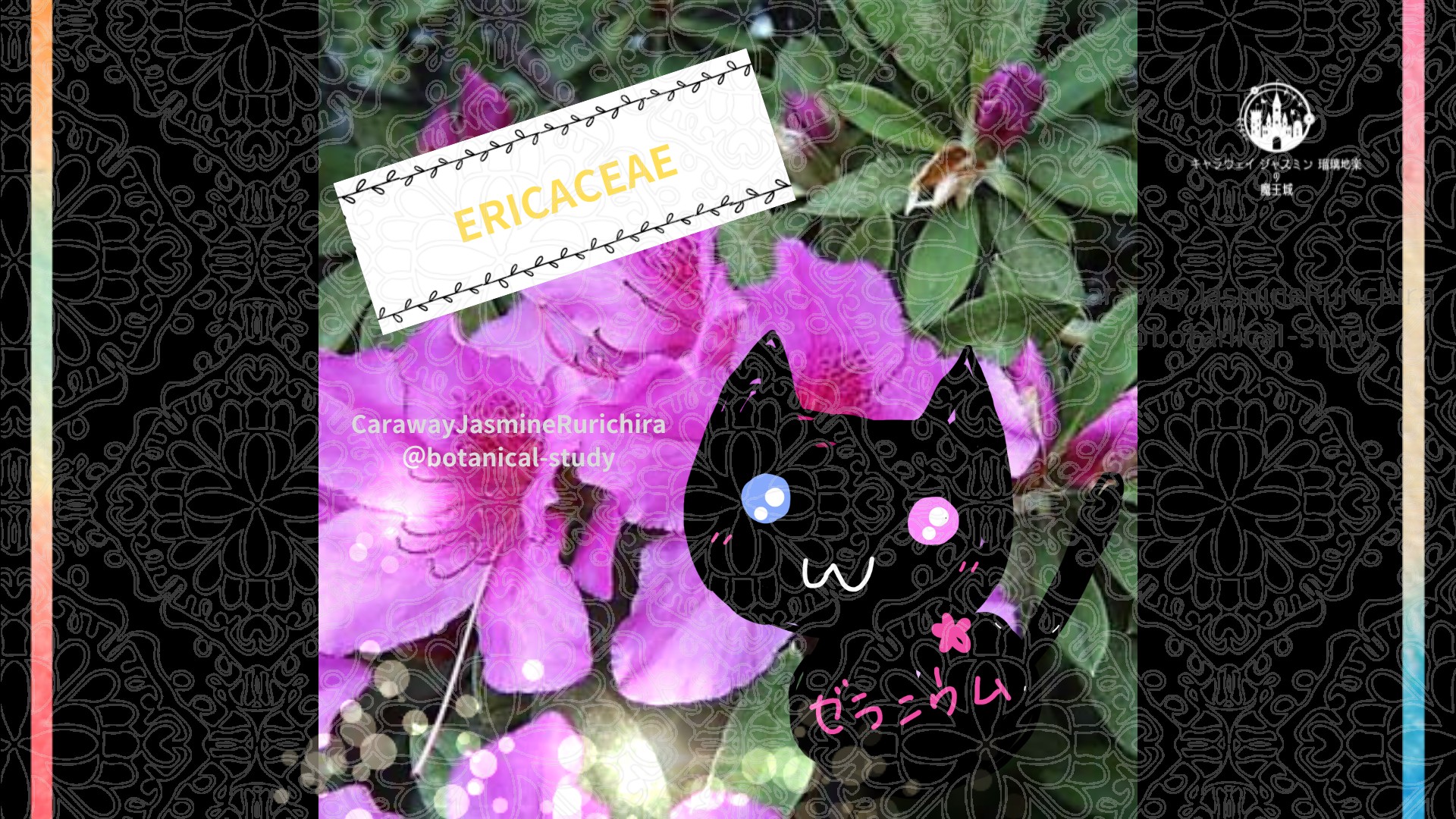 今日の誕生花A　6.7