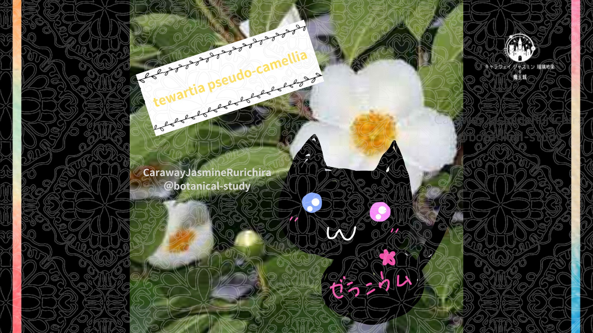 今日の誕生花A　6.16