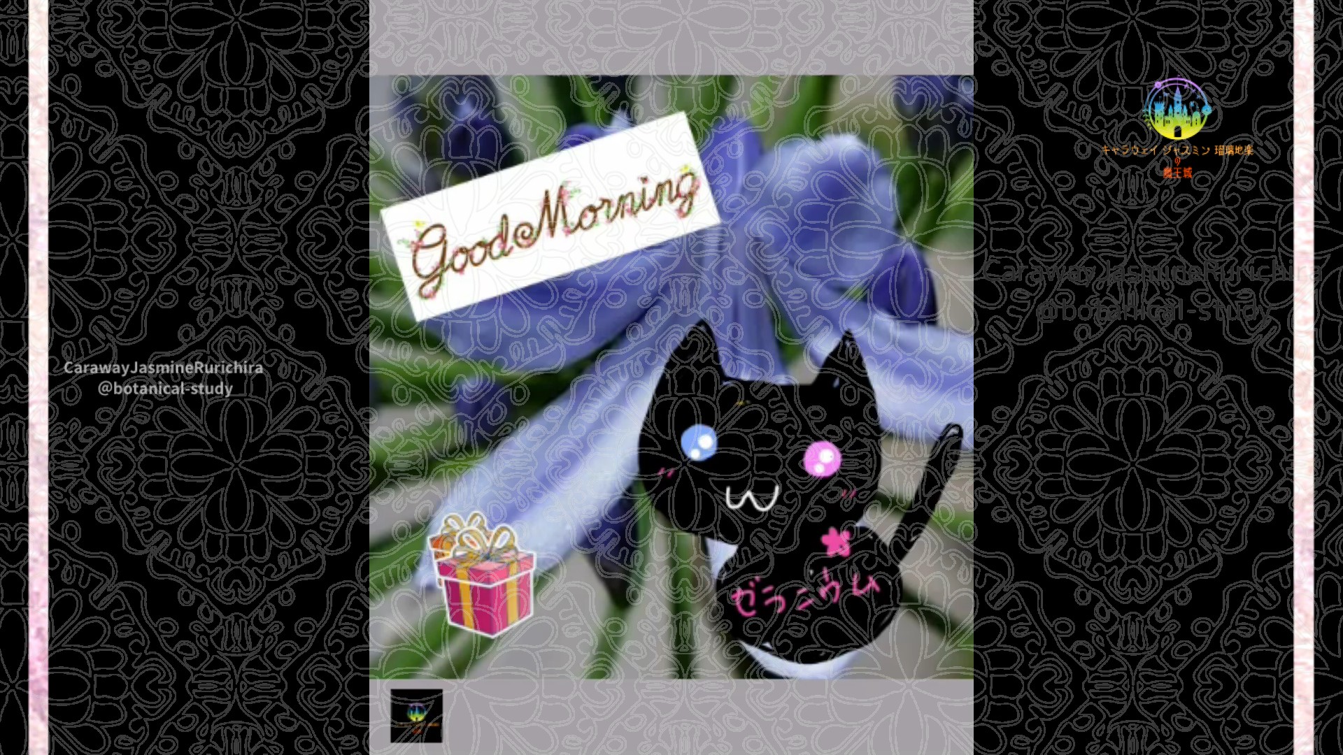 「アガパンサス」6月25日Rゼラニウム瑠璃地楽と今日の誕生花とおはようメッセージ@botanical-study
