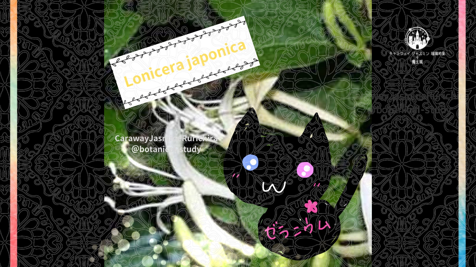 今日の誕生花A　6.3