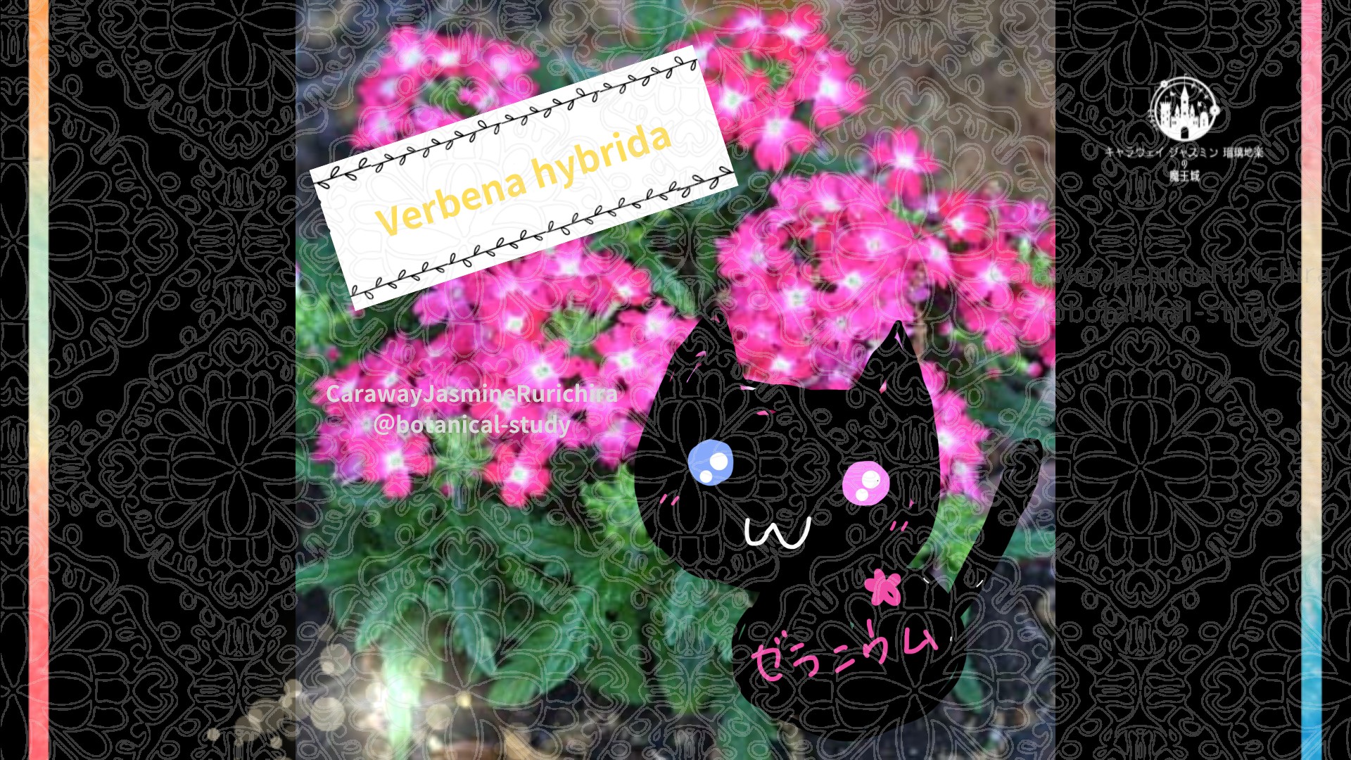 今日の誕生花A　6.24