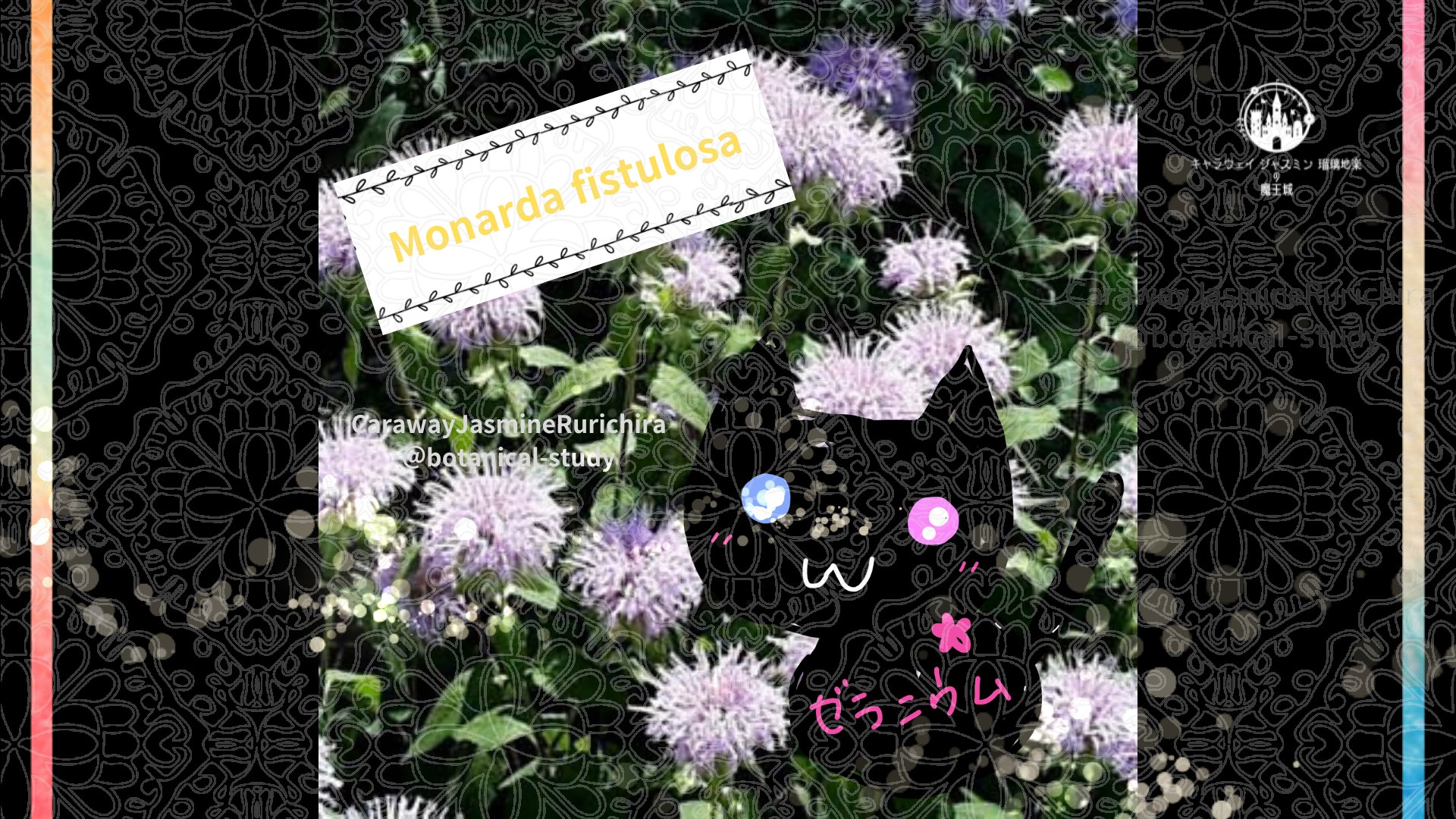 今日の誕生花A　6.23