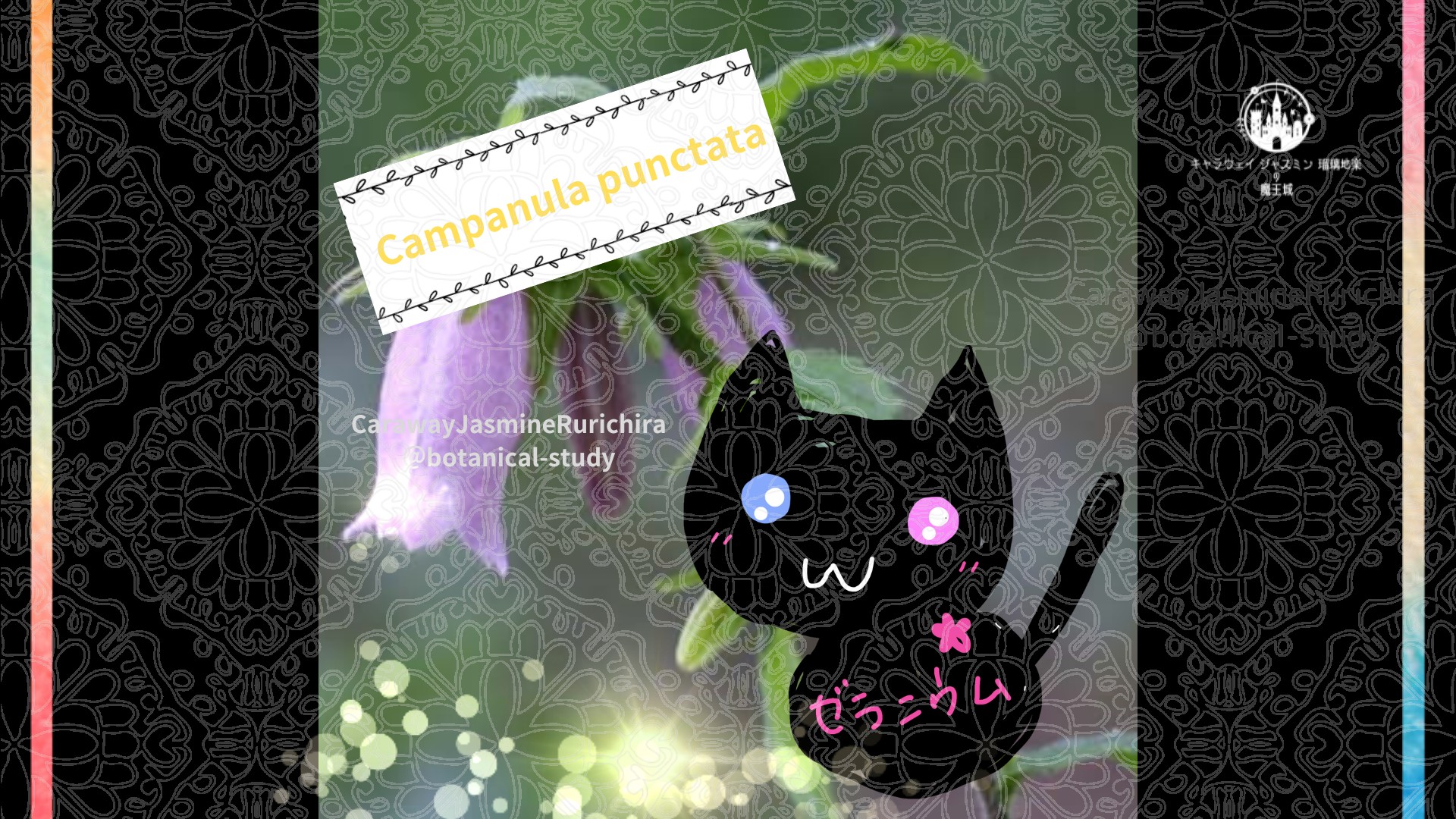 今日の誕生花A　6.5