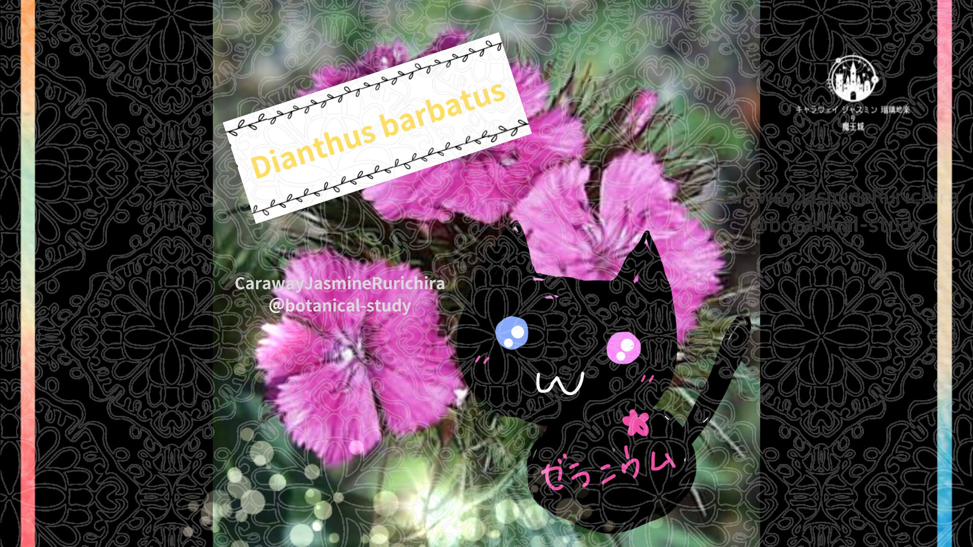 今日の誕生花A　6.10