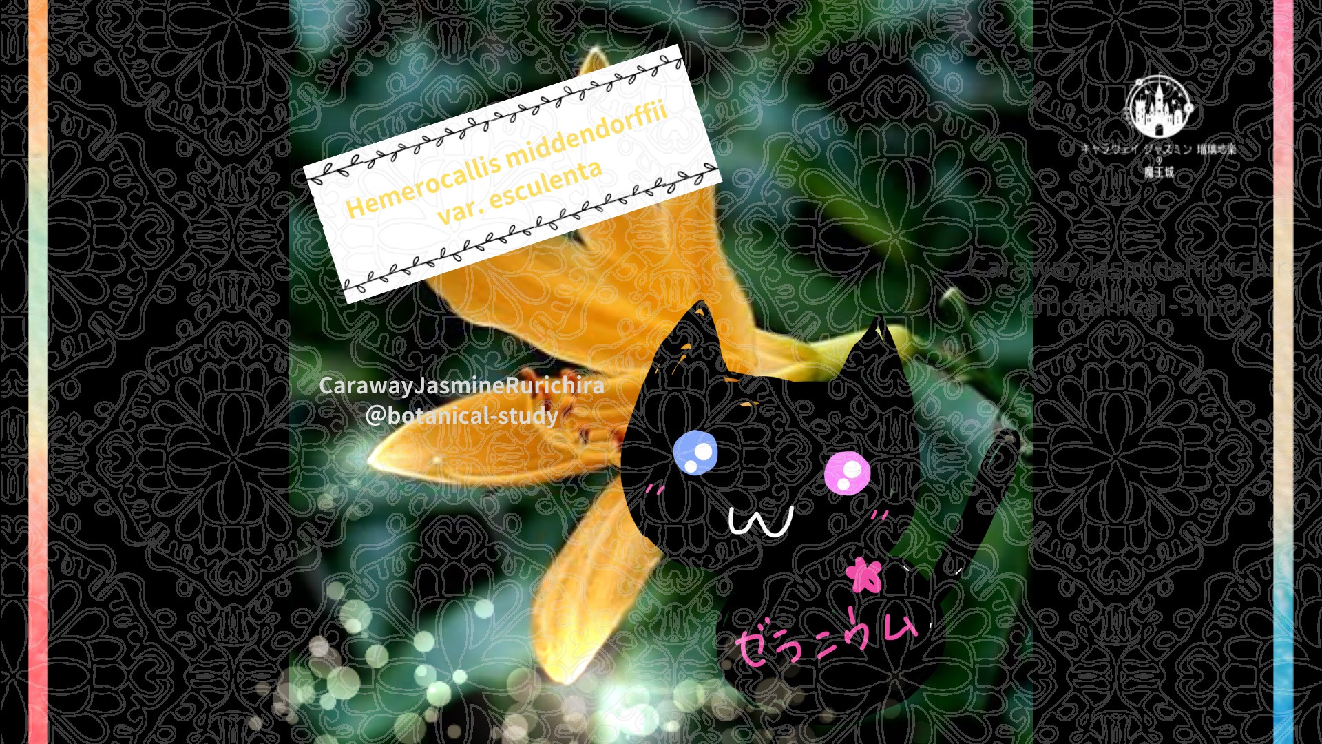 今日の誕生花A　6.4
