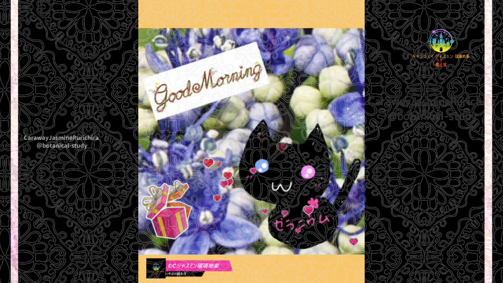 「ガクアジサイ」6月11日Rゼラニウム瑠璃地楽と今日の誕生花とおはようメッセージ@botanical-study
