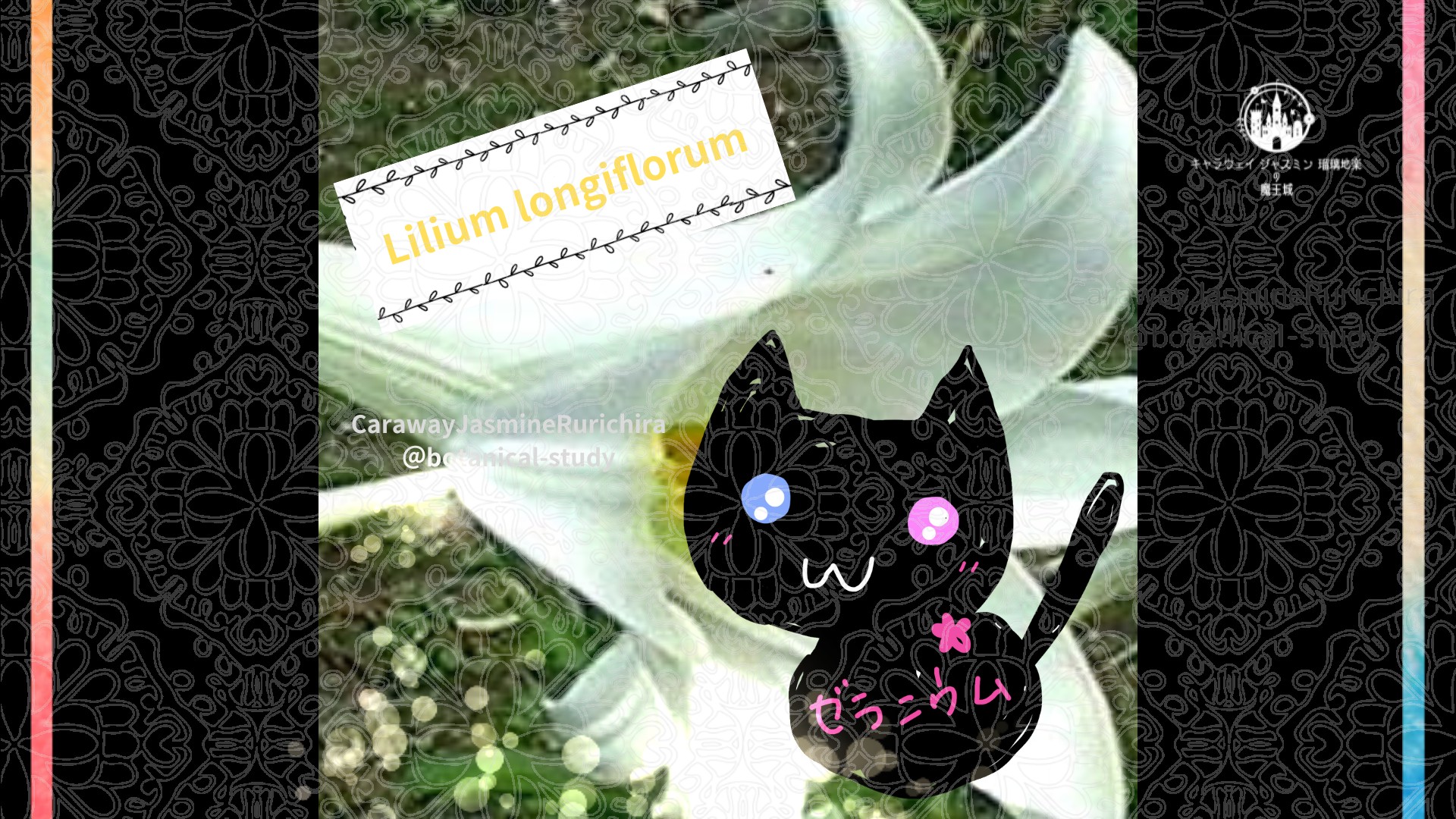 今日の誕生花A　7.13