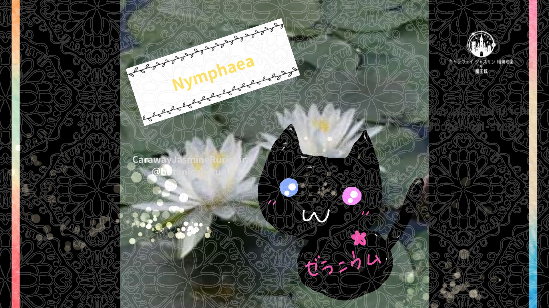 今日の誕生花A　7.7