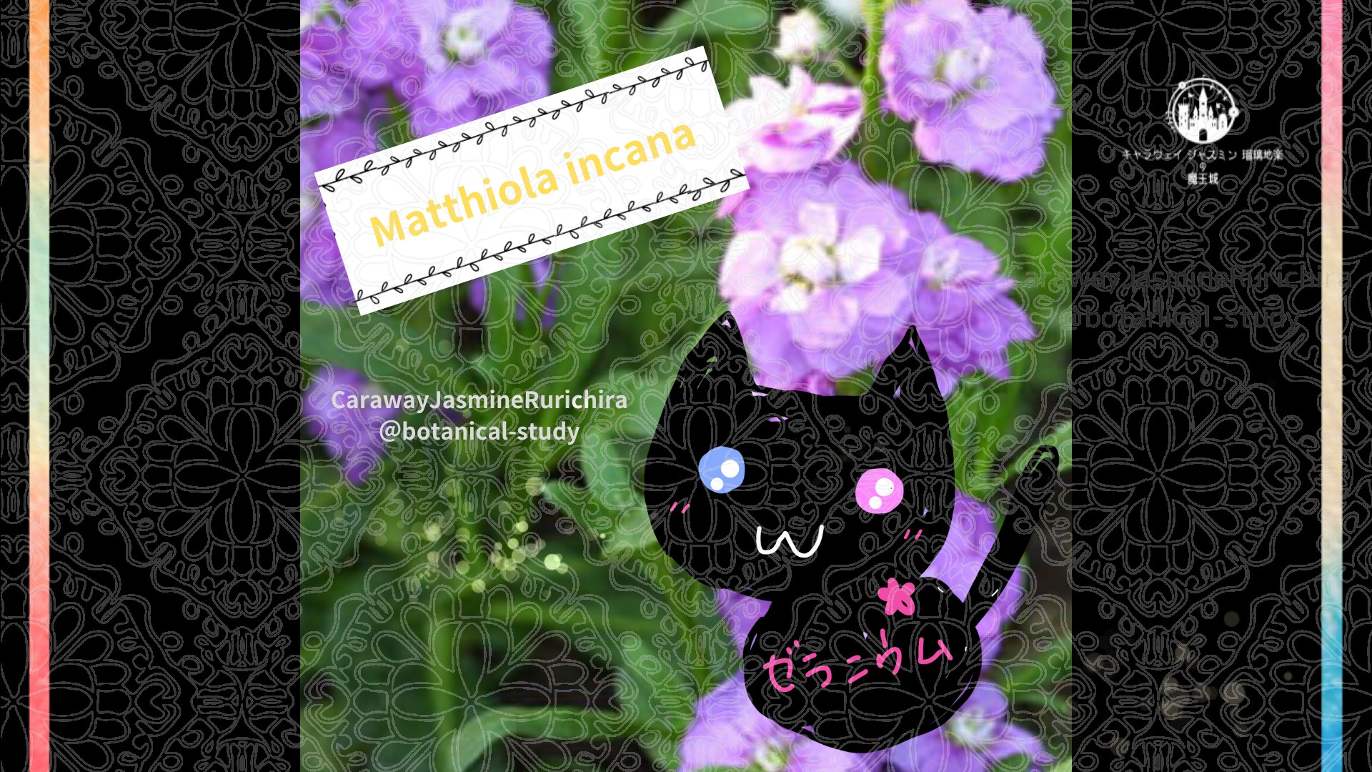 今日の誕生花A　7.16