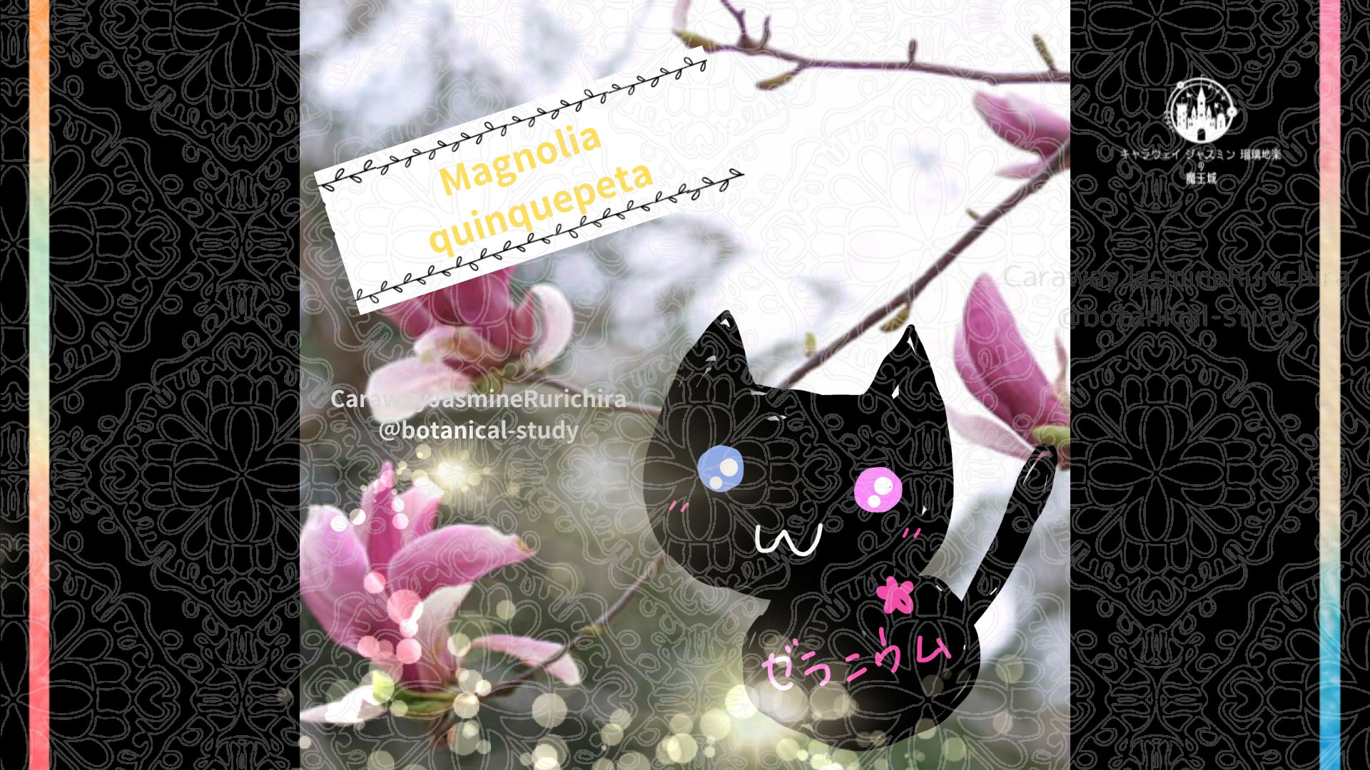 今日の誕生花A　7.4