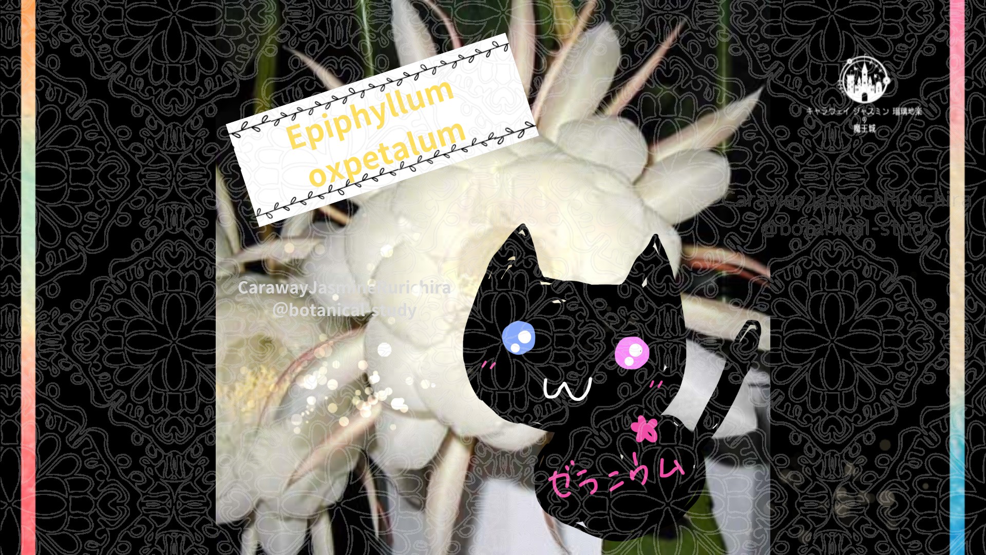 今日の誕生花A　7.19
