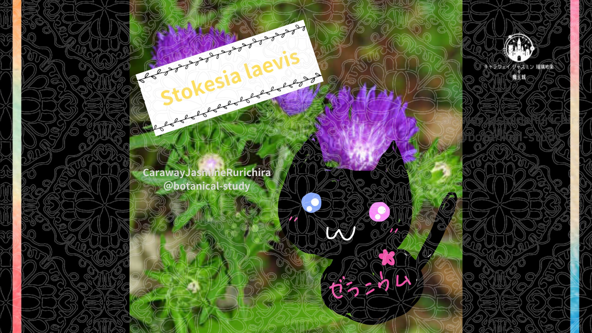 今日の誕生花A　7.9