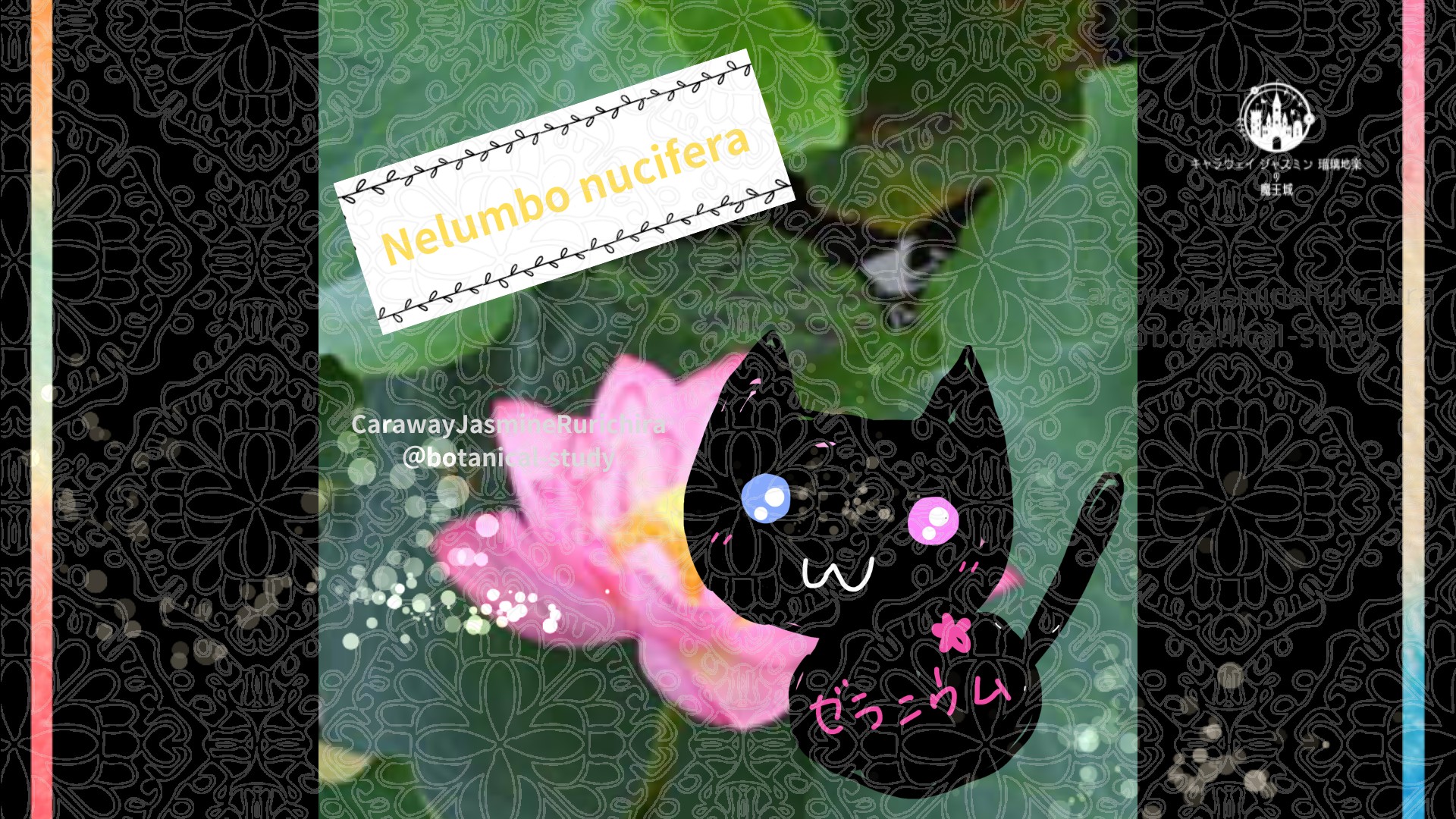 今日の誕生花A　7.8