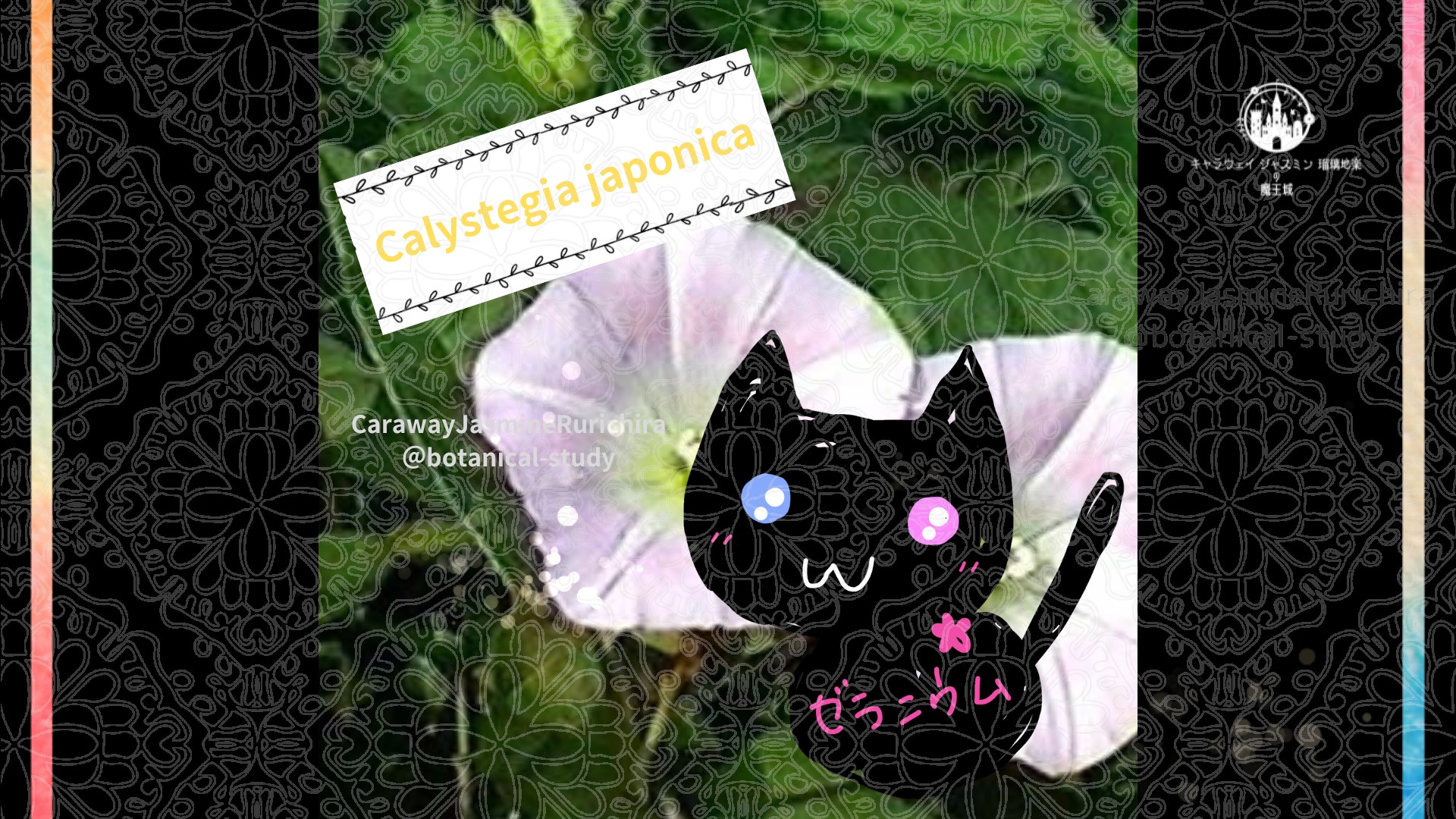 今日の誕生花A　7.17